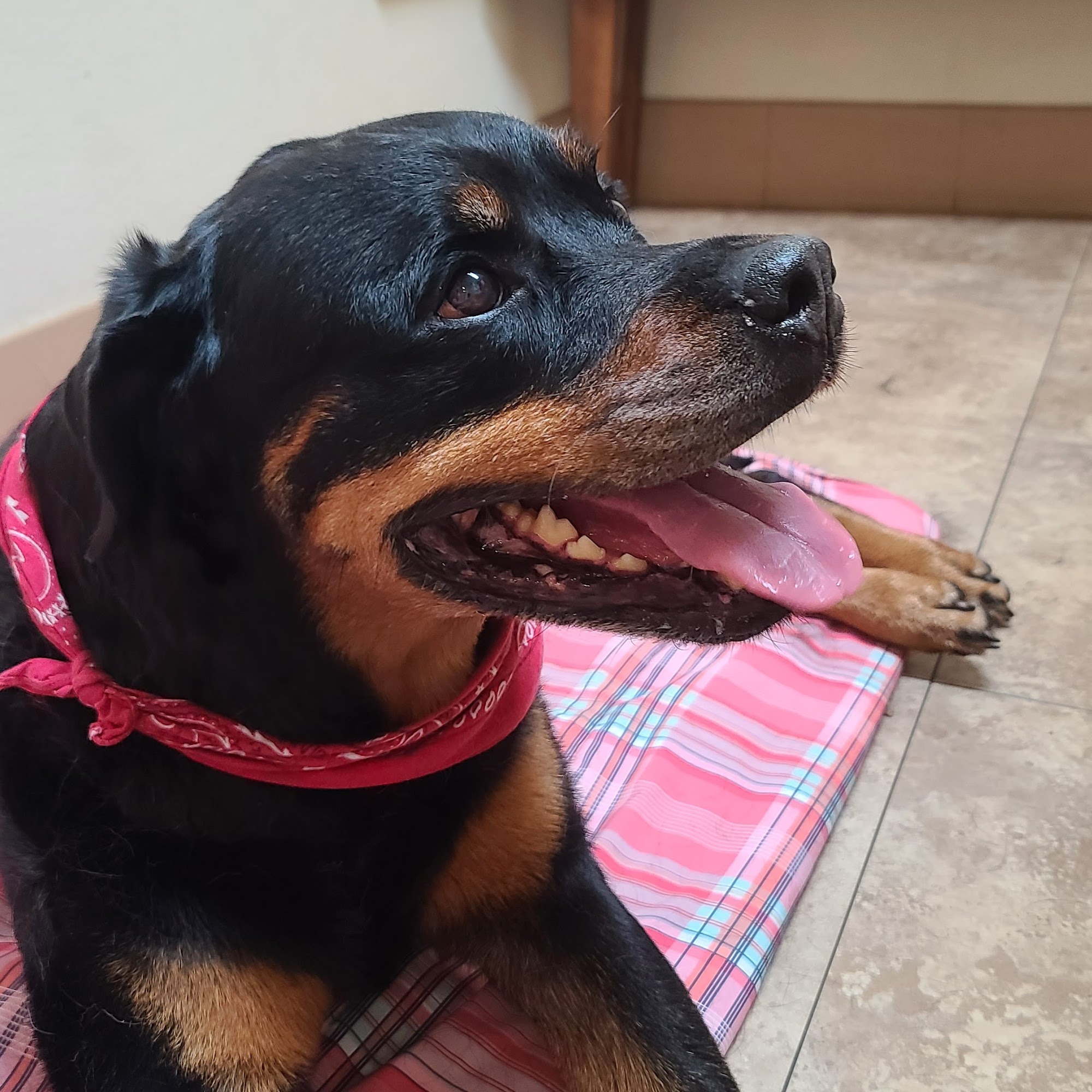 Alder Creek Veterinary Clinic Battle Ground