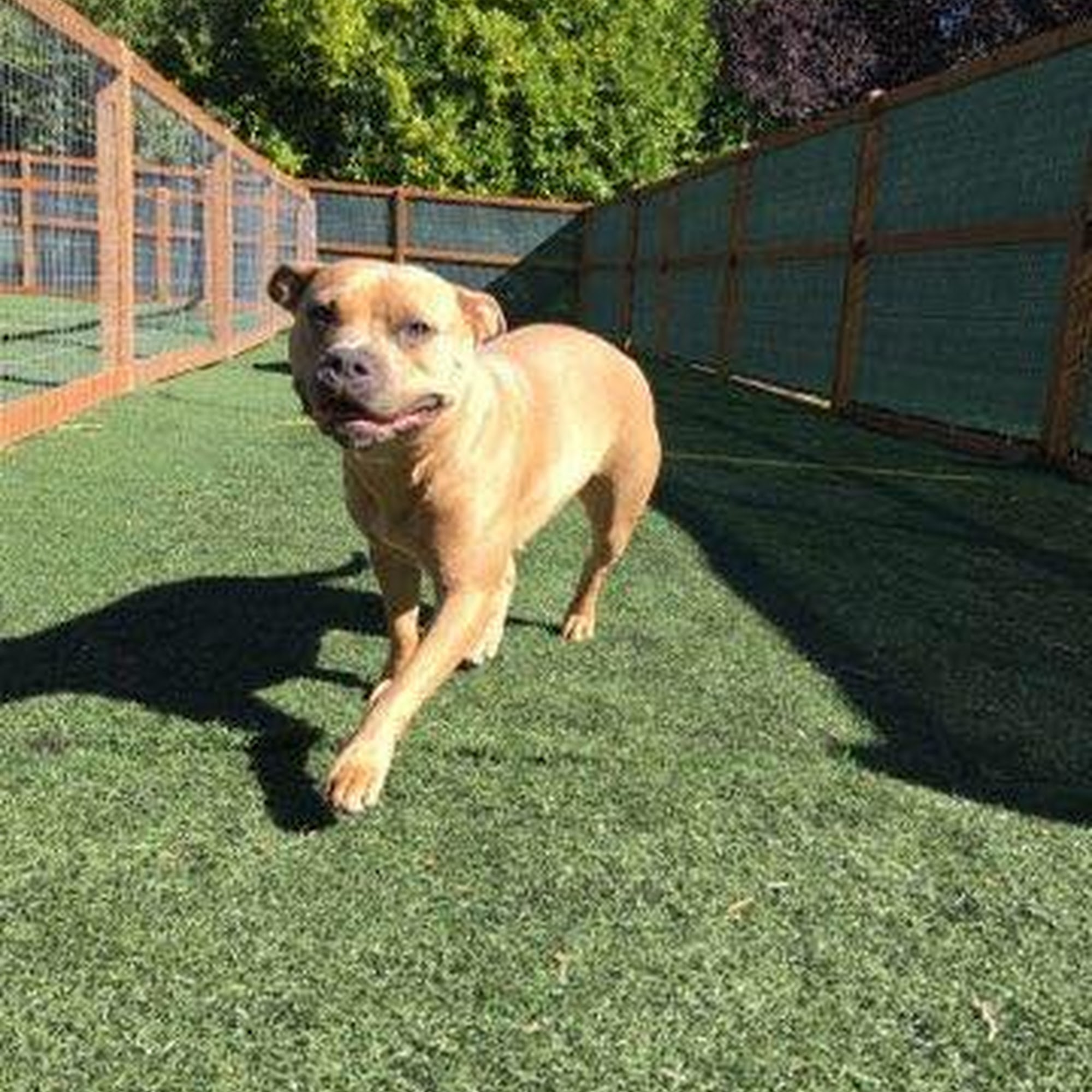 Enzos Dog Training Battle Ground