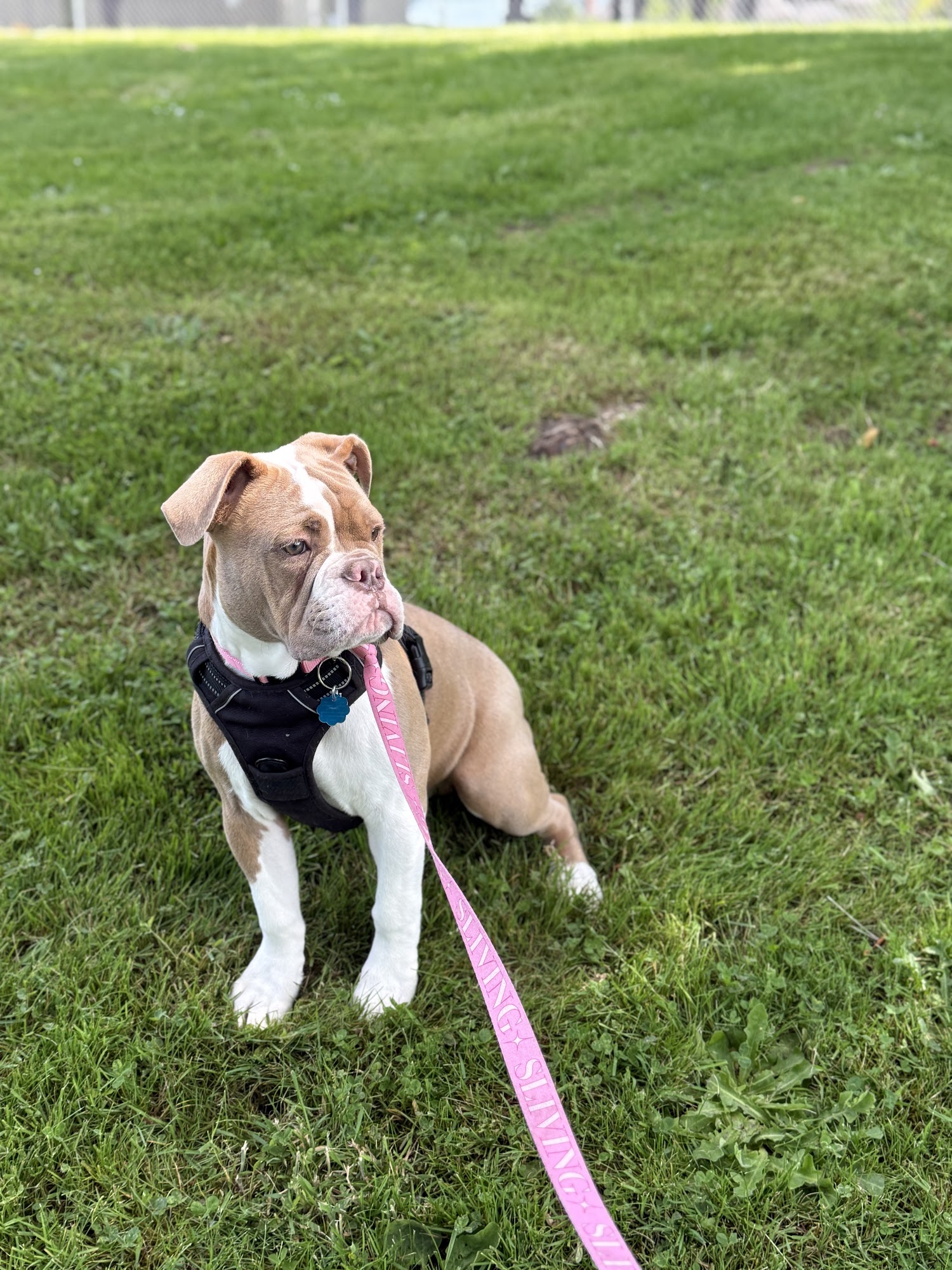 Man's Best Friend Battle Ground