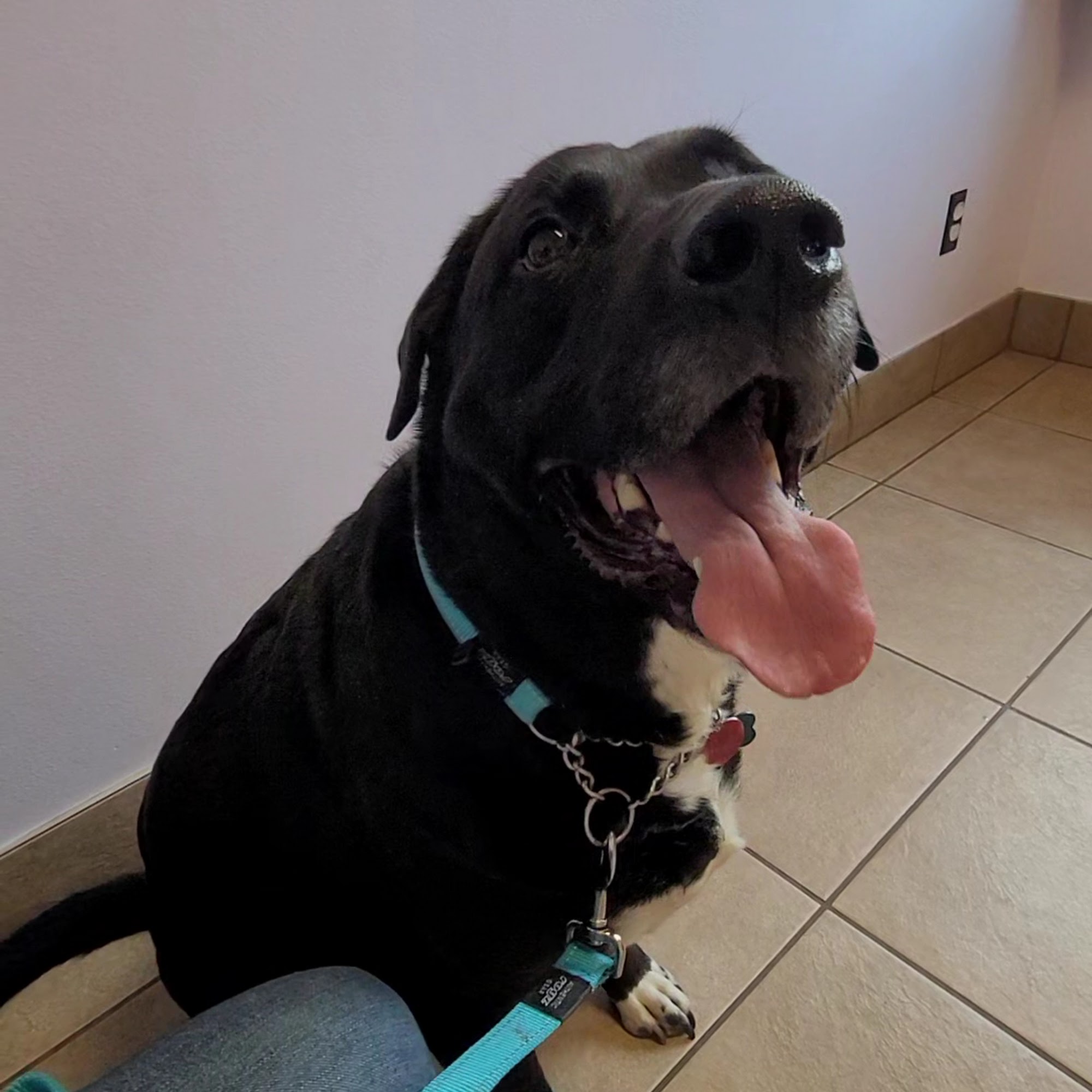 Belltowne Veterinary Center Belfair