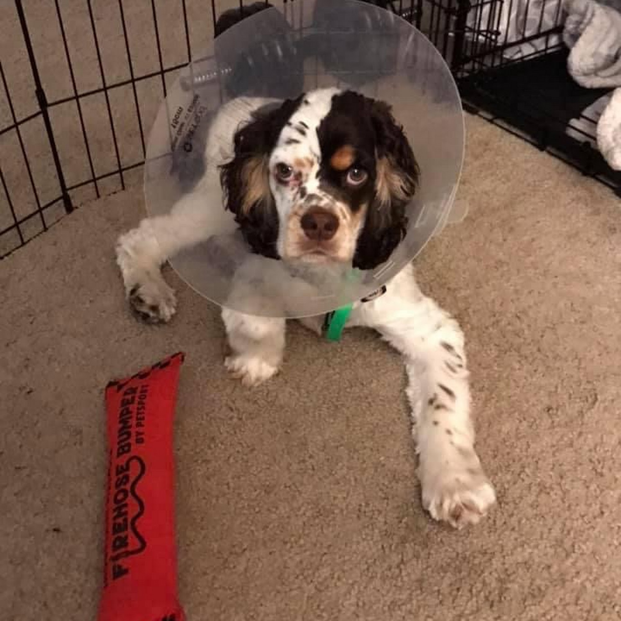 Companion Animal Hospital Bellevue