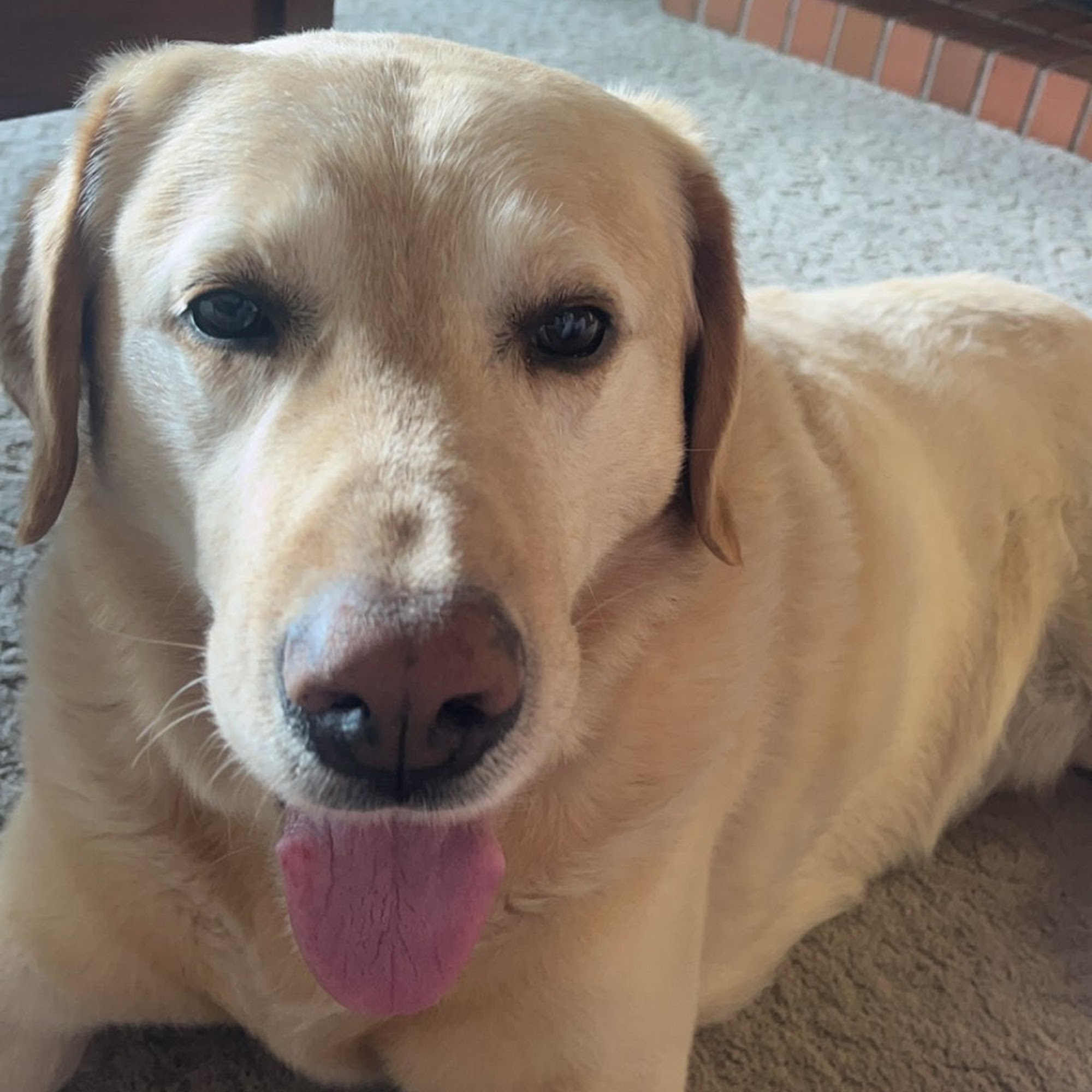 Cat & Dog Clinic of Bellevue Bellevue