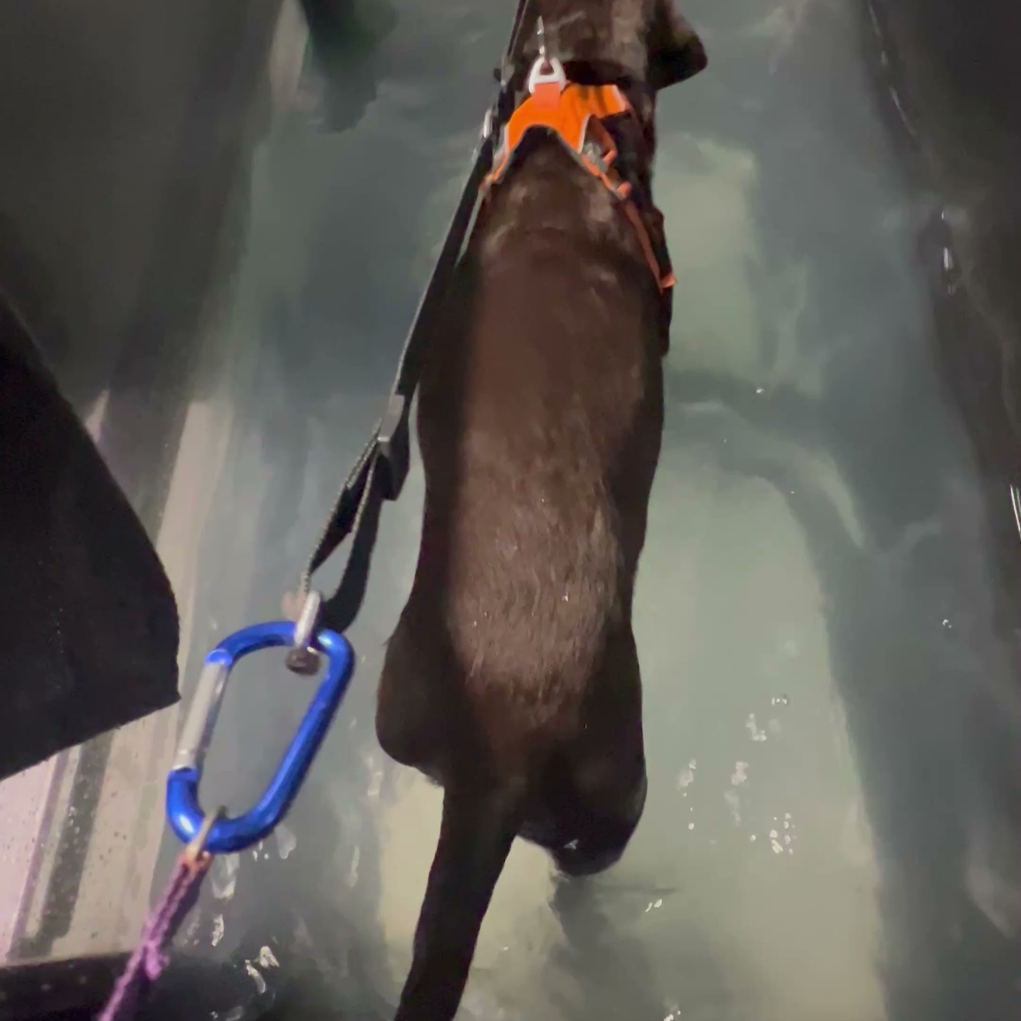 Animal Wellness and Rehabilitation Center Bellevue