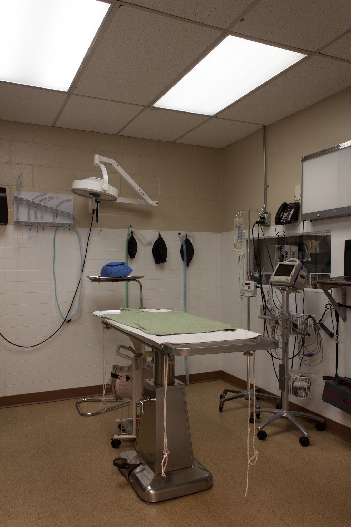 Bellevue Animal Hospital Bellevue