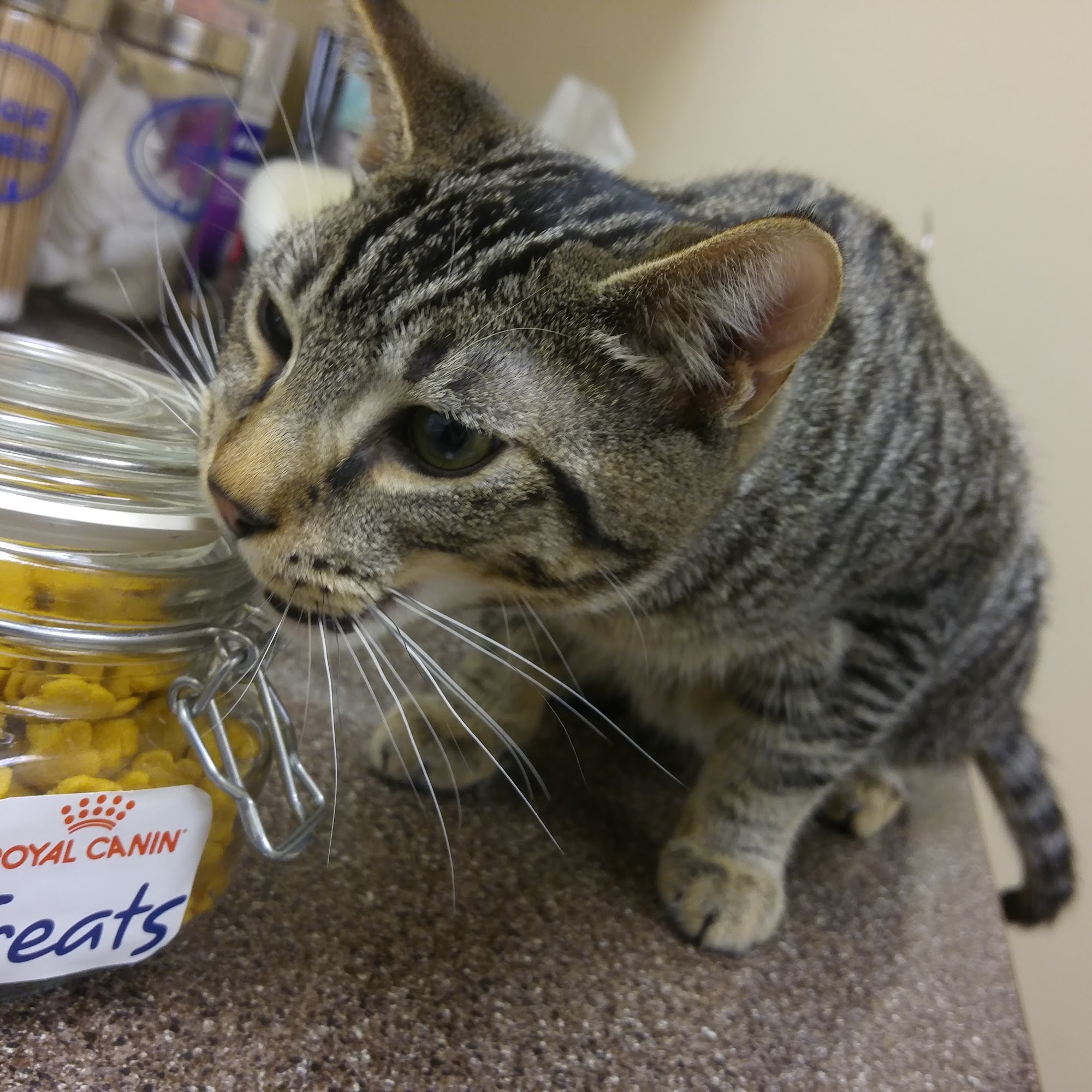 Cat Care Clinic Bellevue