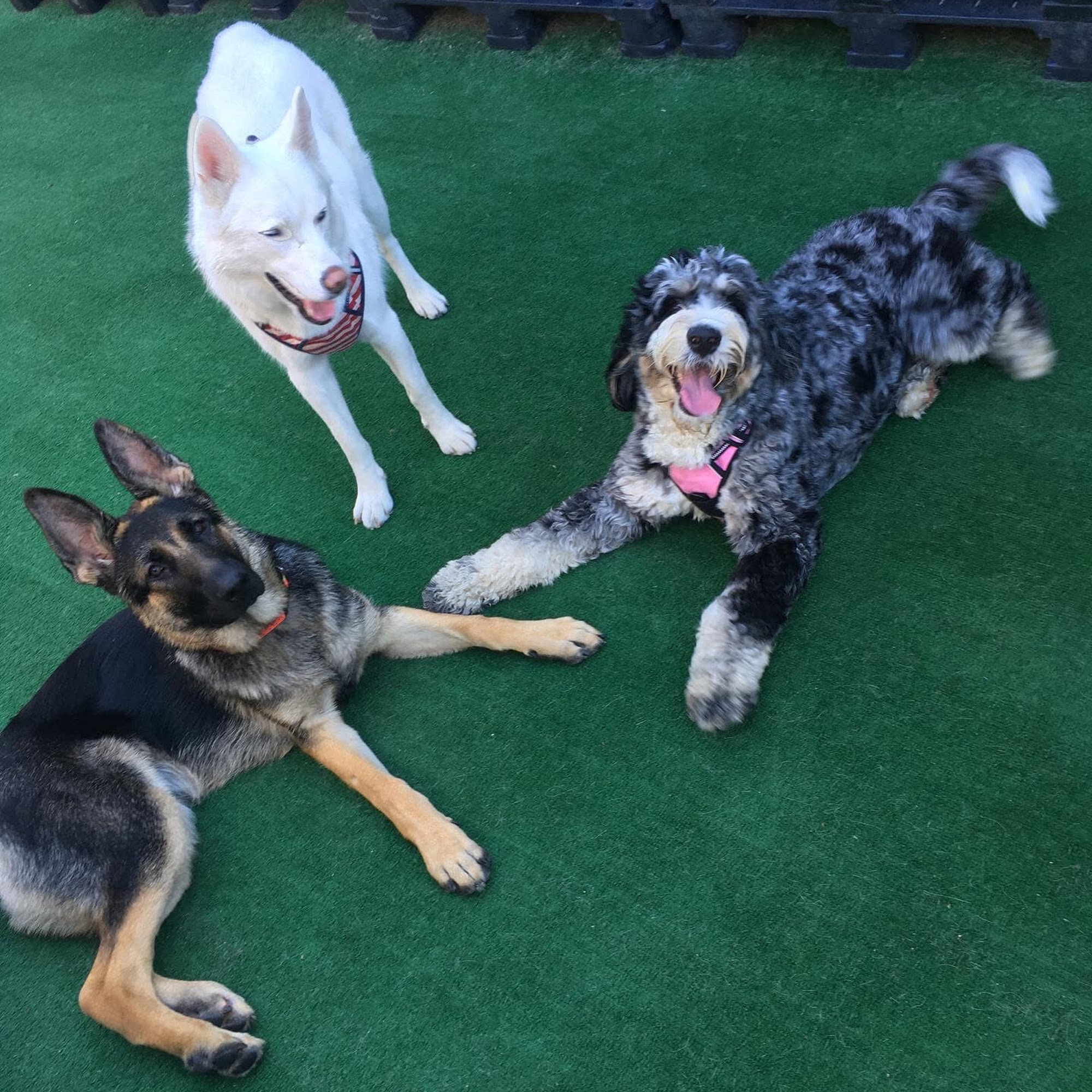 Jax Dog Drop - Bellevue Bellevue