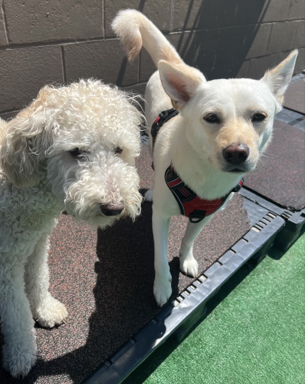 Jax Dog Drop - Bellevue Bellevue