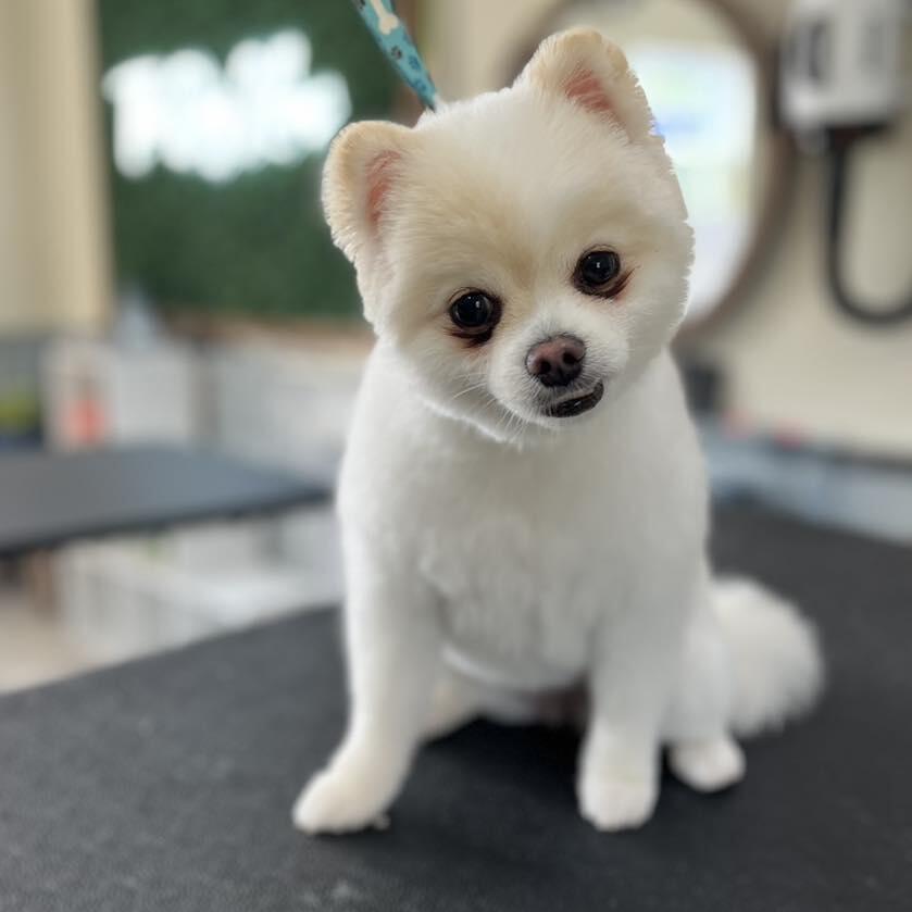 Der Pet Haus Bellevue