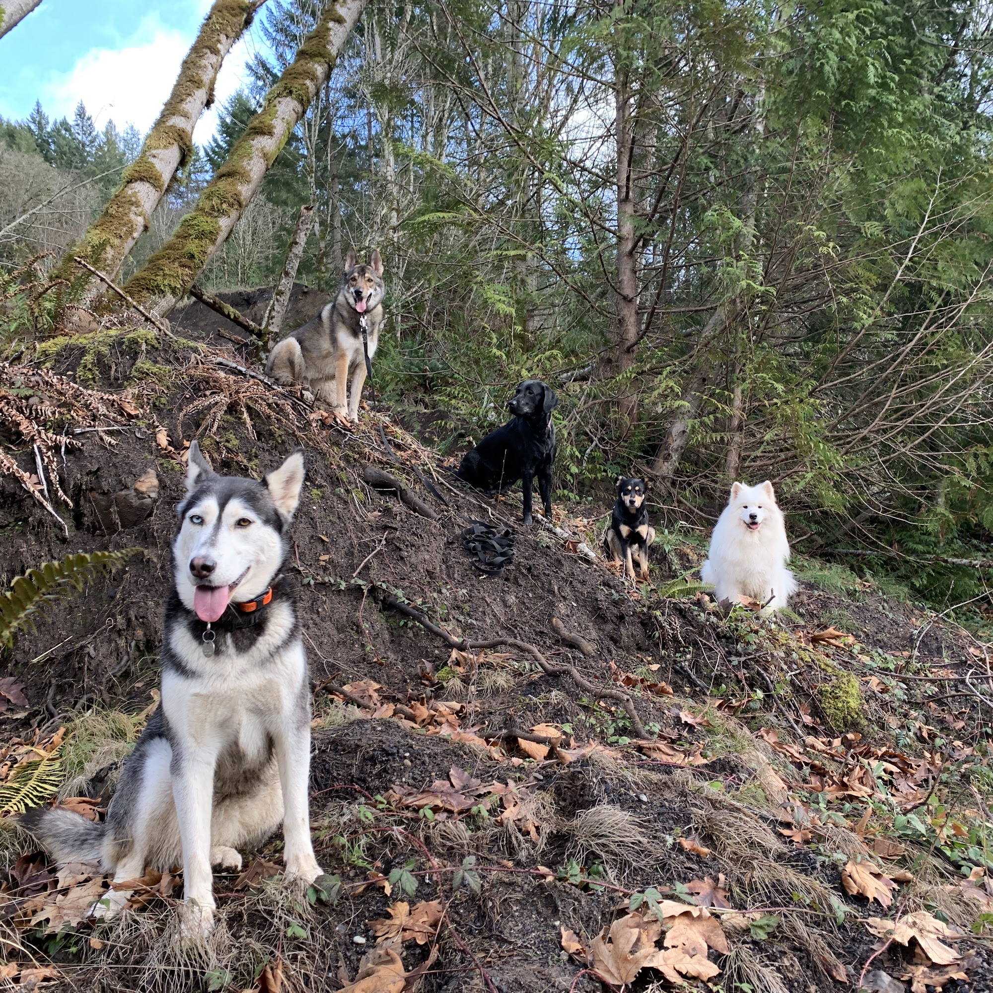 Mountain Dog Inc Bellevue