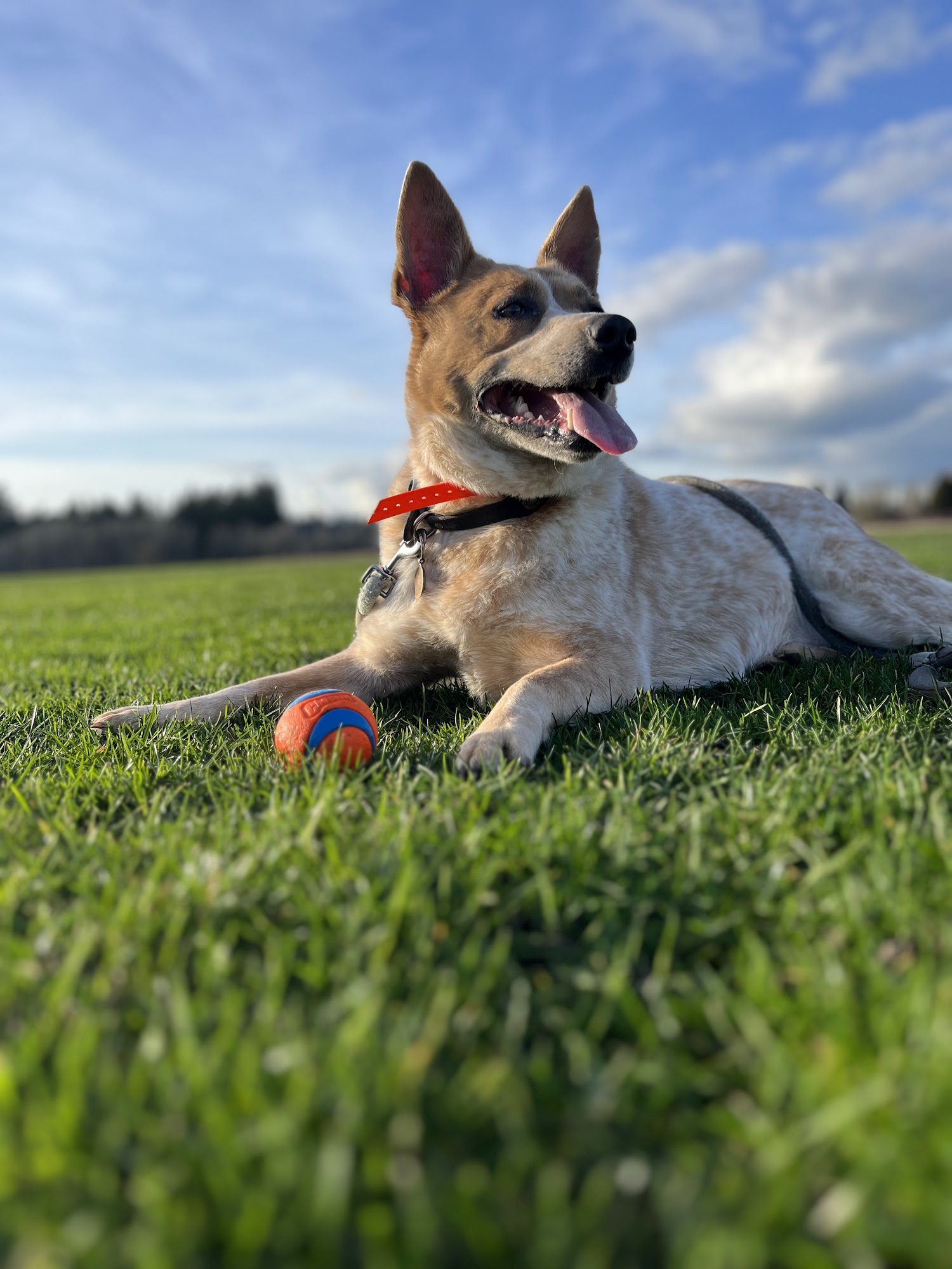 Mountain Dog Inc Bellevue