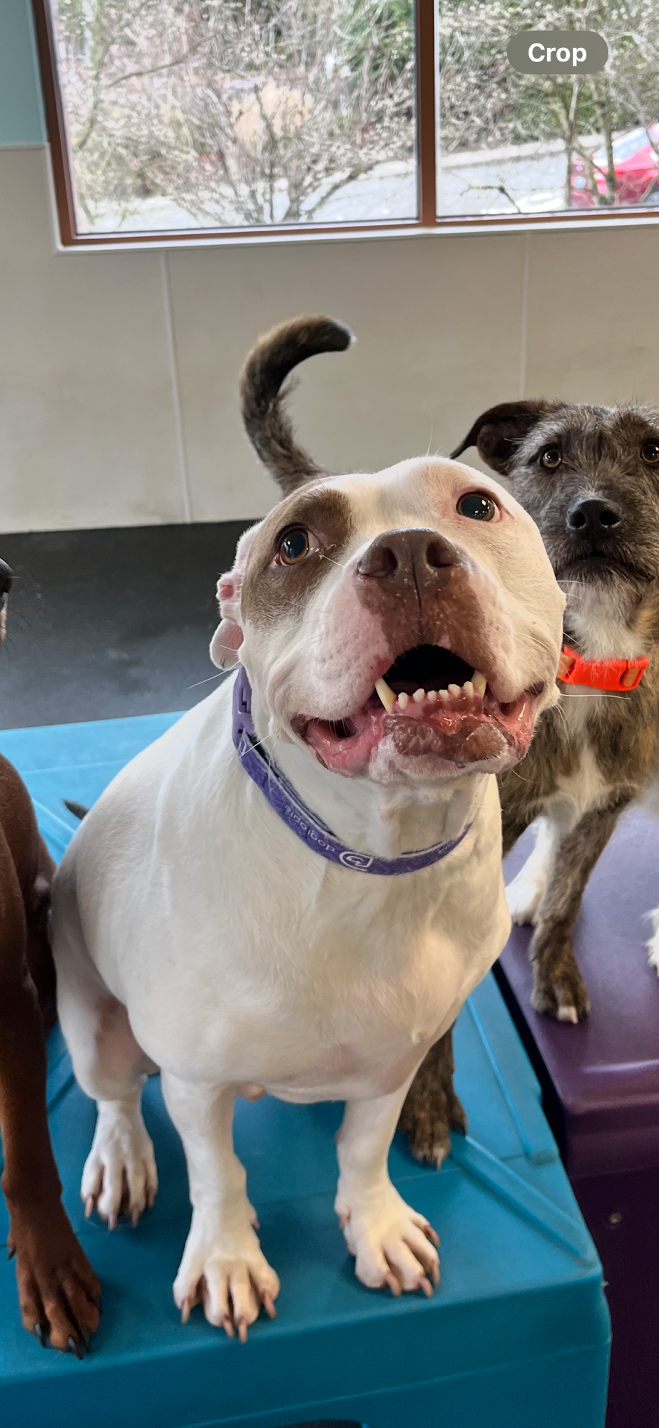 Dogtopia of Bellevue Bellevue