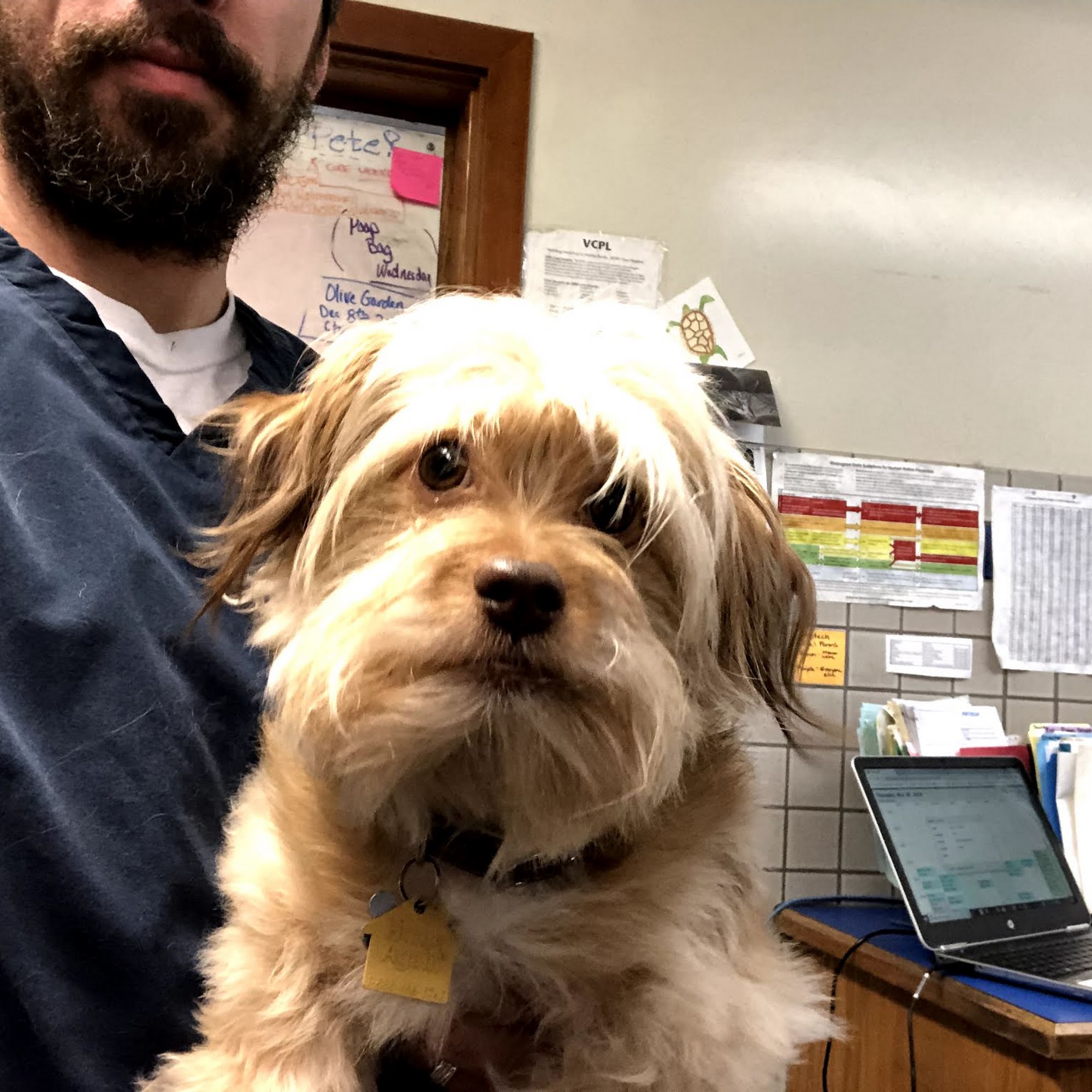 Fountain Veterinary Hospital Bellingham