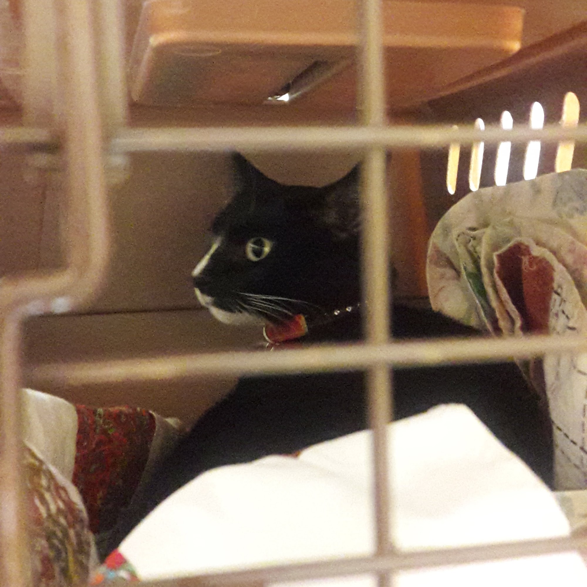 Maplewood Animal Hospital Bellingham