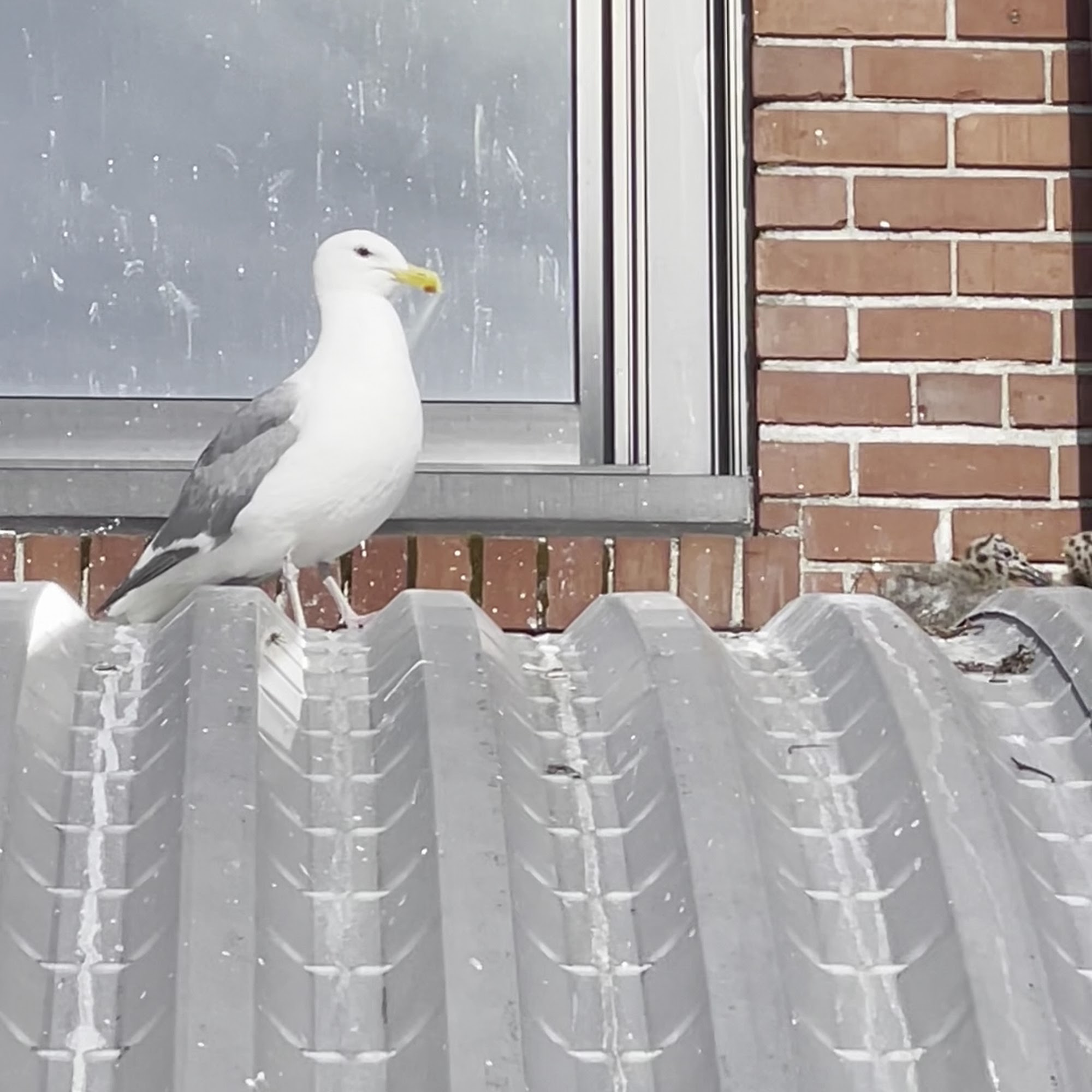 Fairhaven Coffee Bellingham