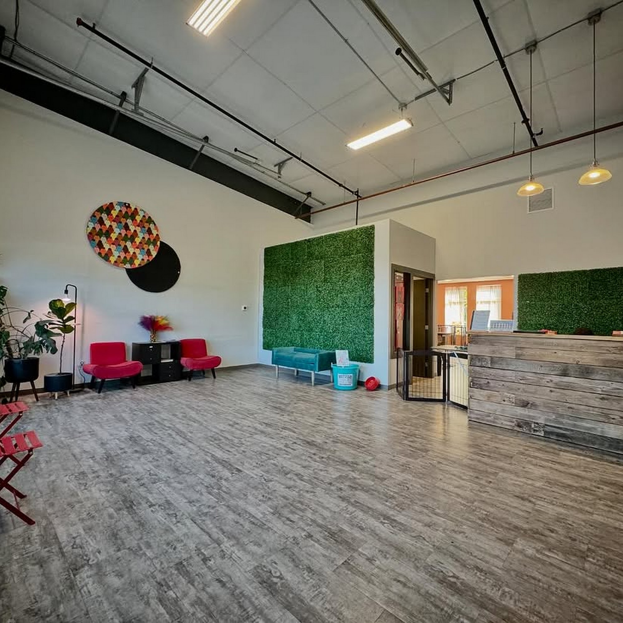 City Dogs Grooming Bellingham