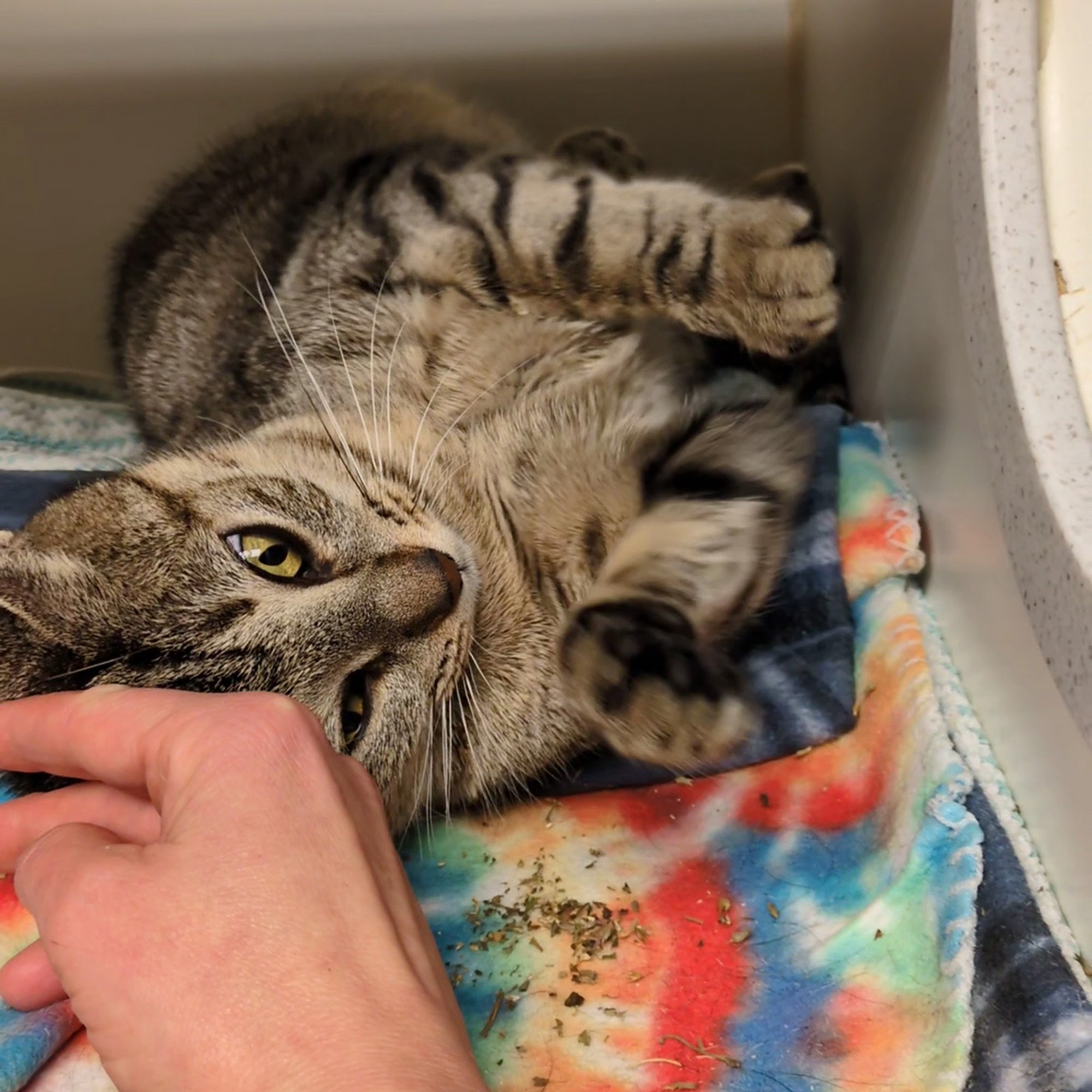 Whatcom Humane Society Bellingham