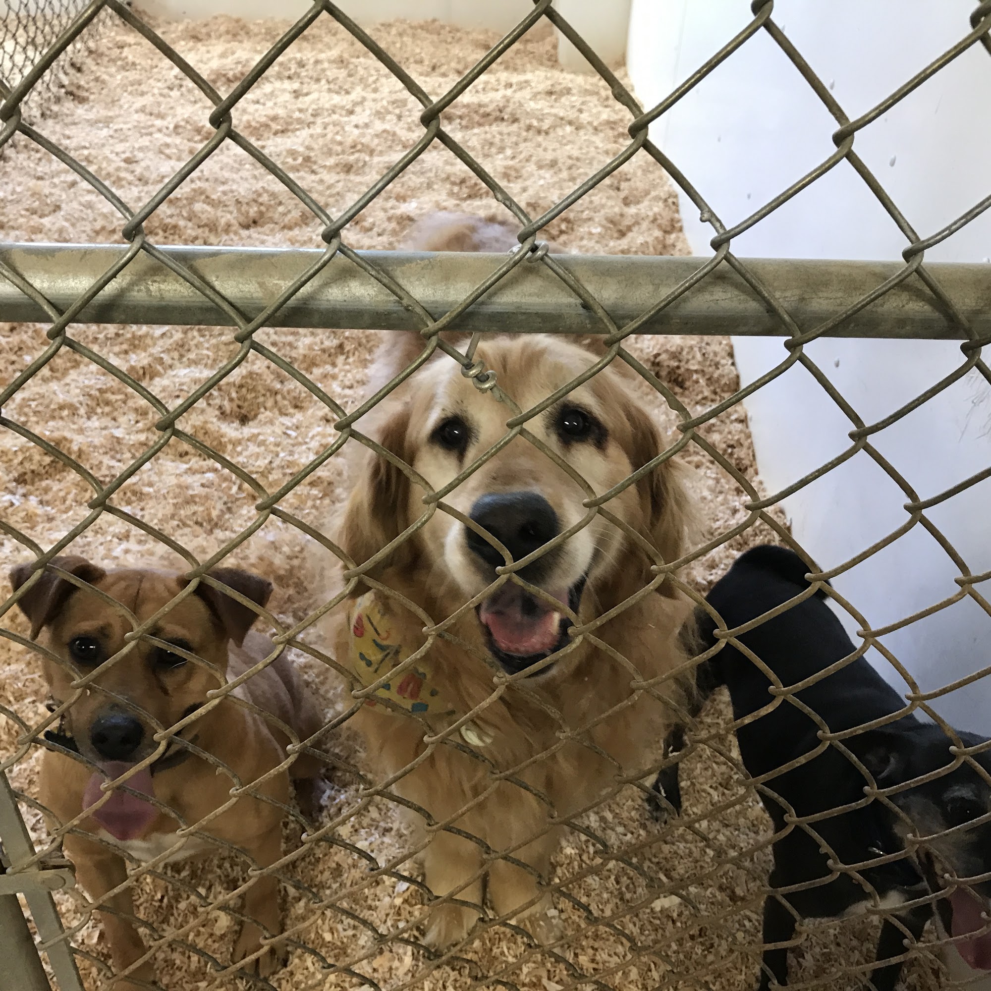 R & R Kennels Bellingham