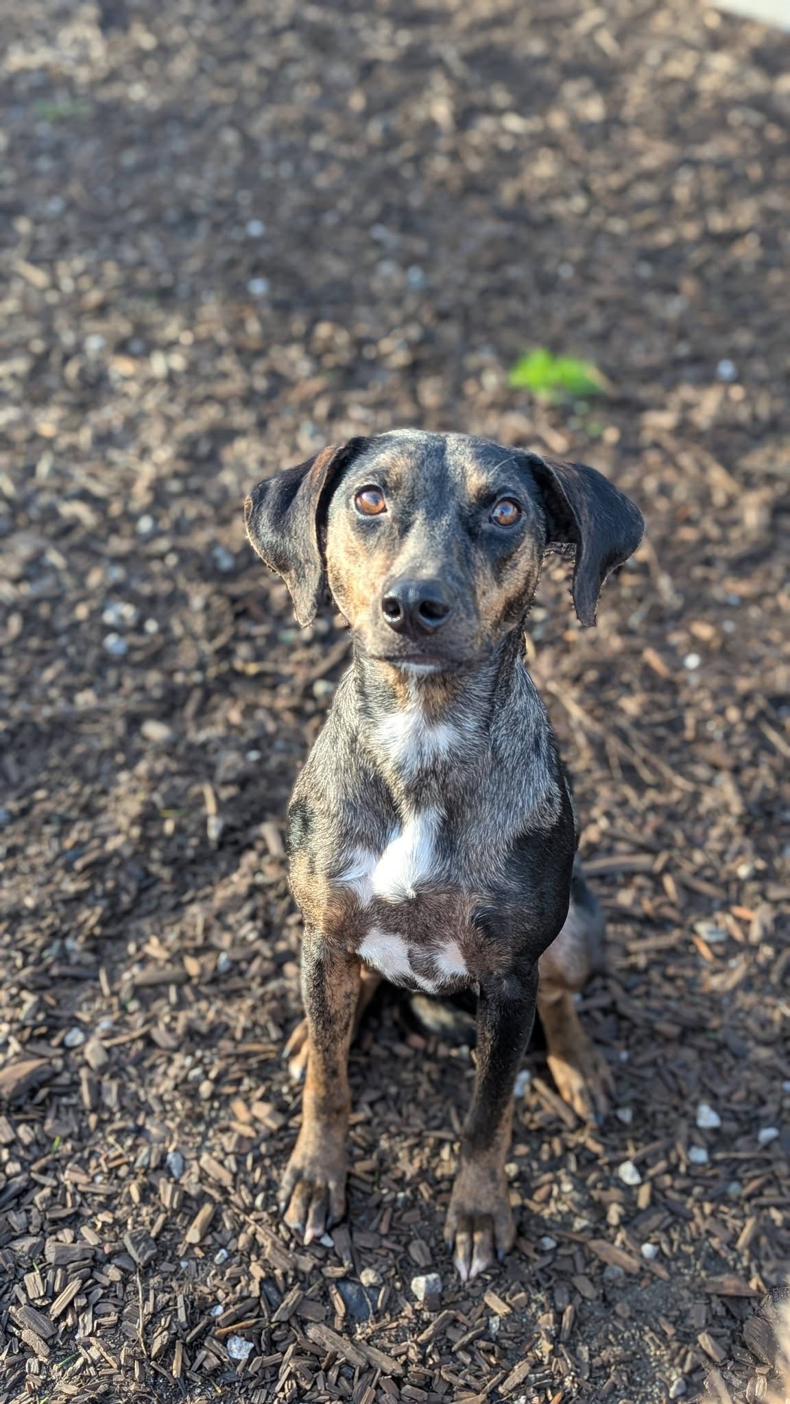 Northwest K-9 Inn and Spa Bellingham