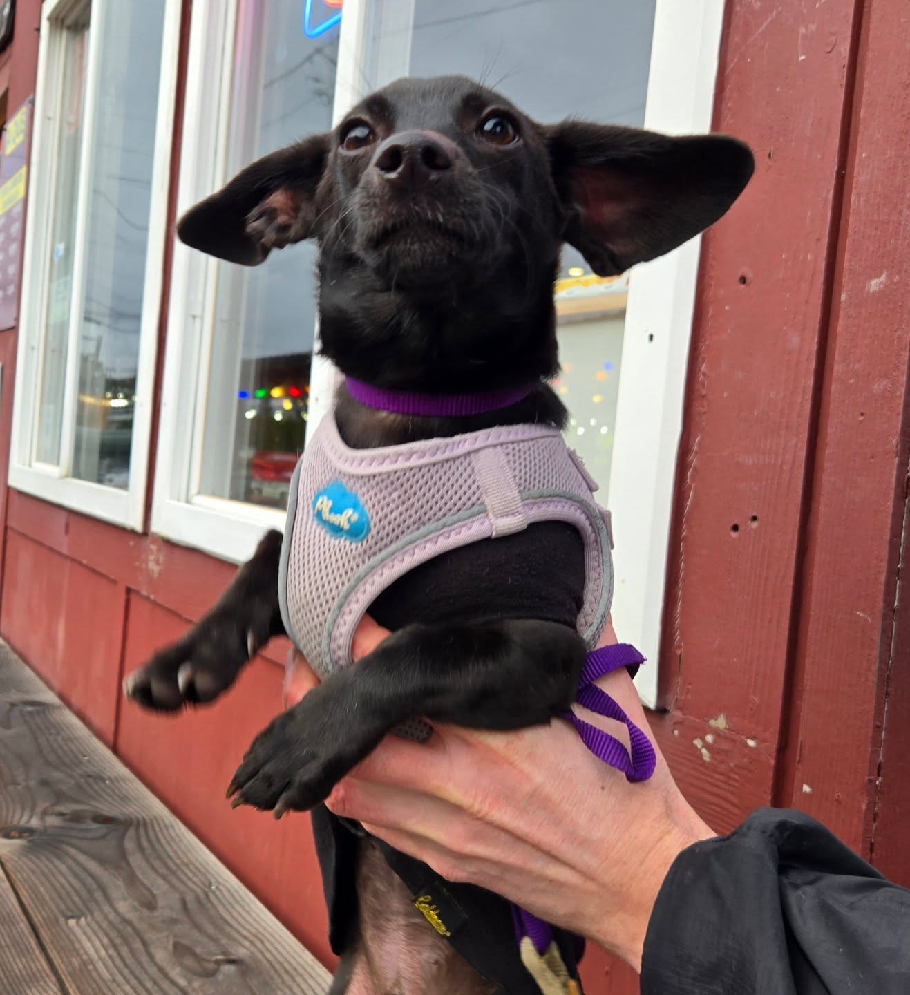 Goods Local Brews Bellingham