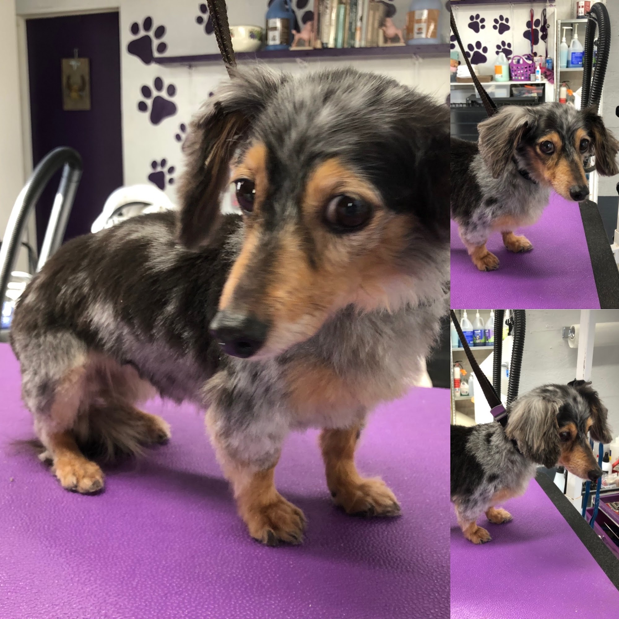 Passionate Paws LLC. Bellingham