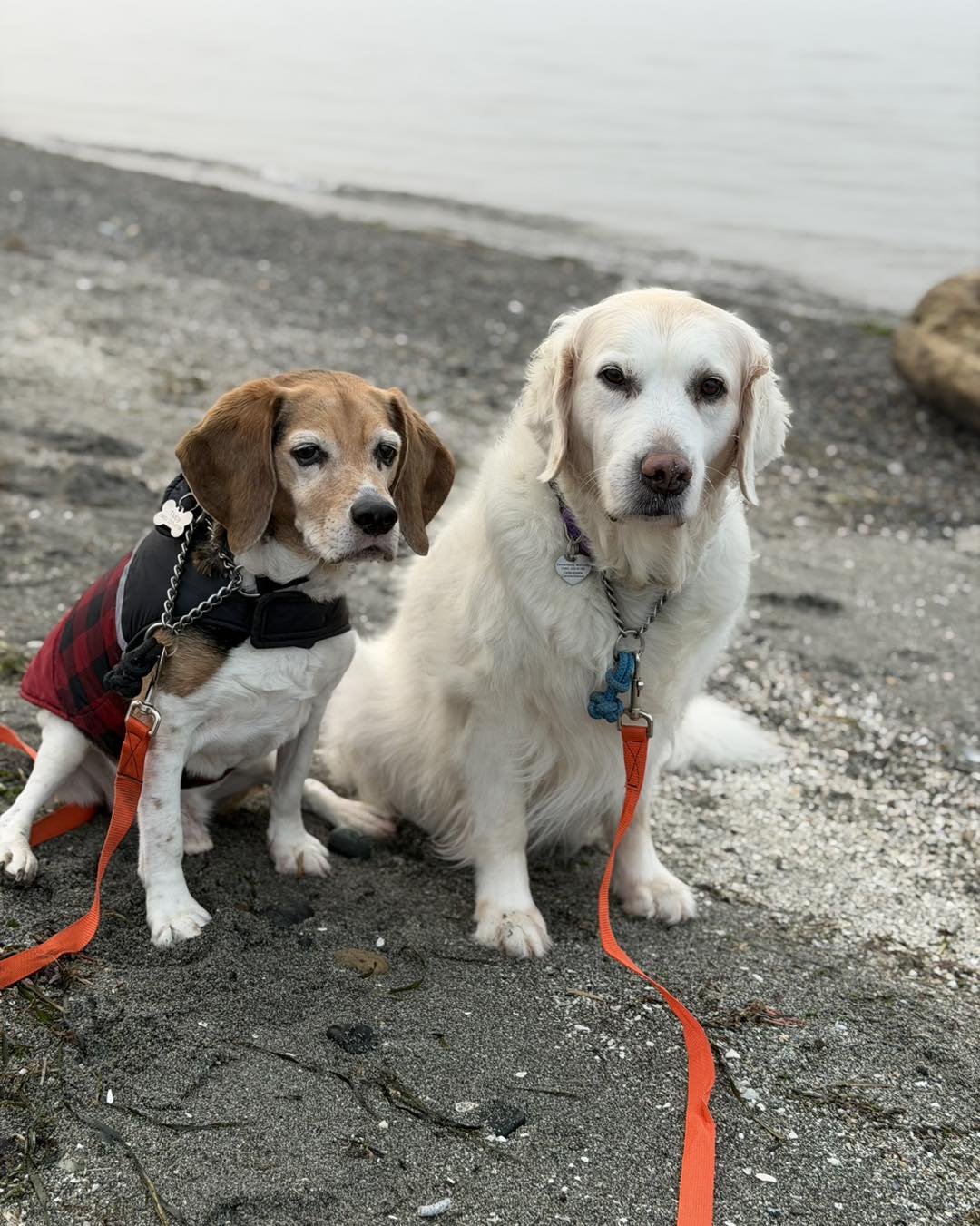Cedarwoods Canine School Bellingham