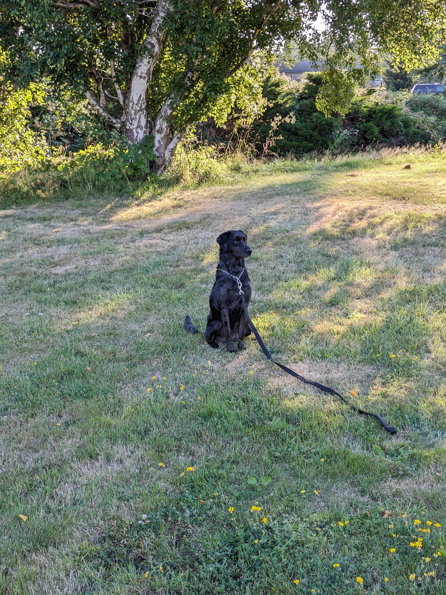 Cedarwoods Canine School Bellingham