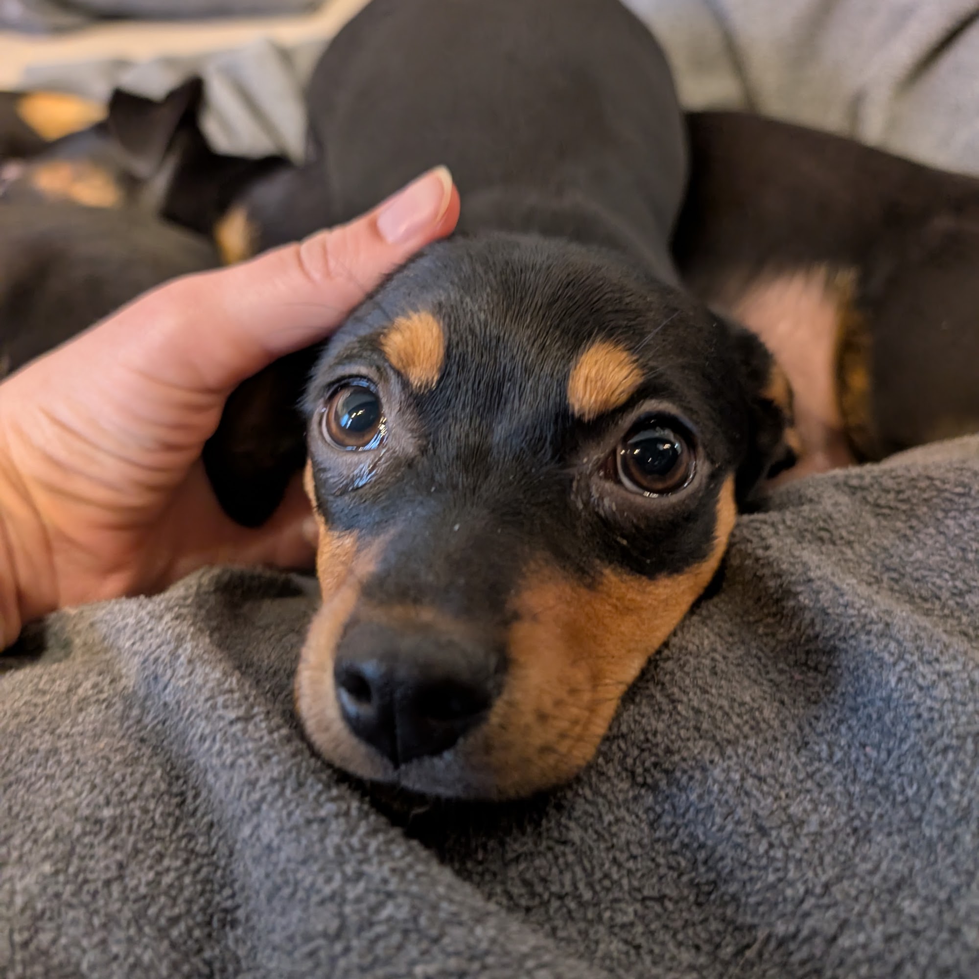 Are You My Human? Dog Rescue & Lounge Bellingham