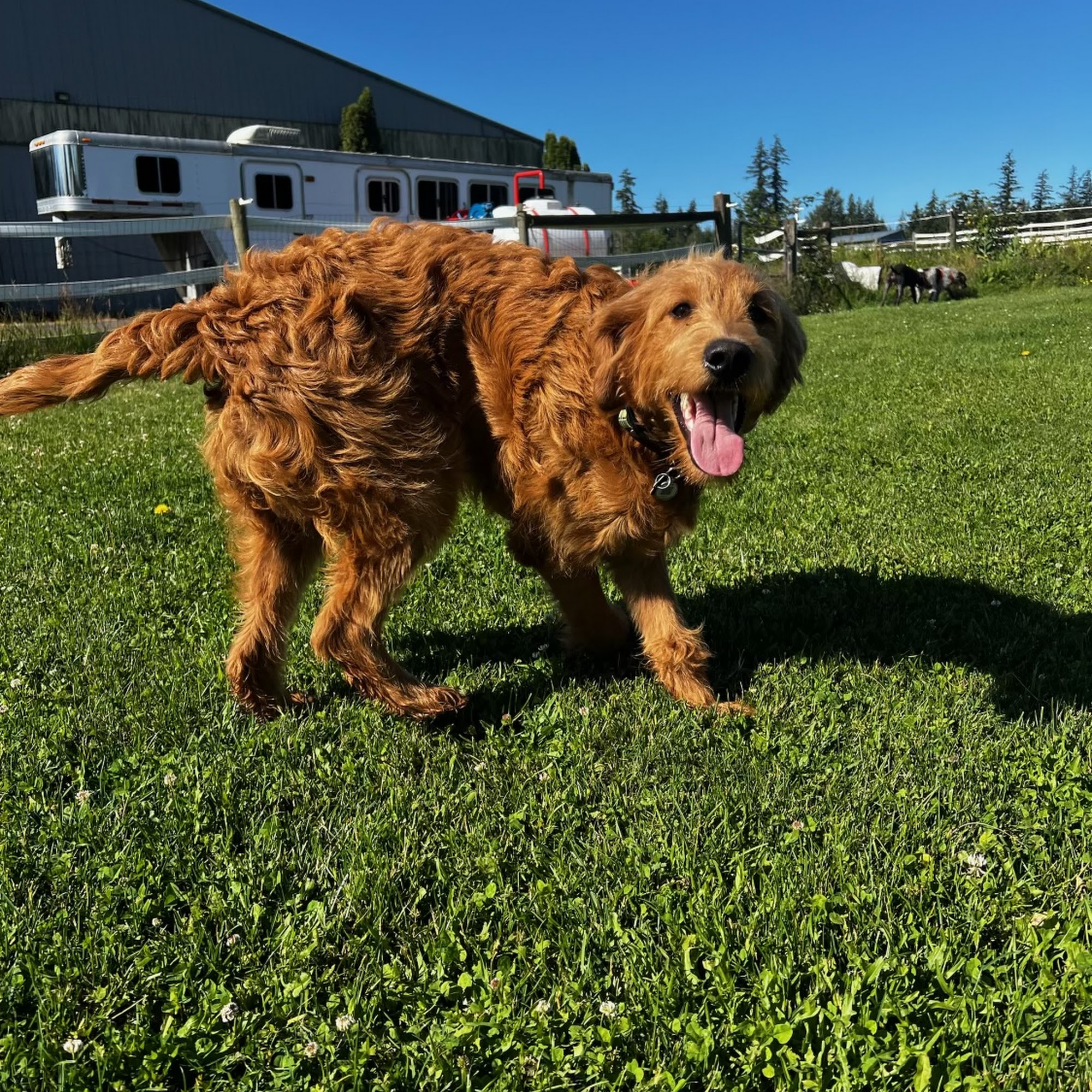 Canyon Creek Farms Bellingham