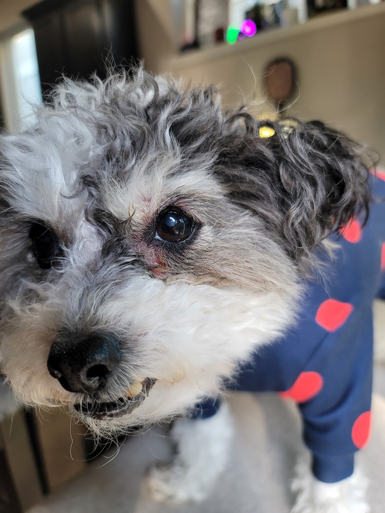 Meridian Street Veterinary Bellingham