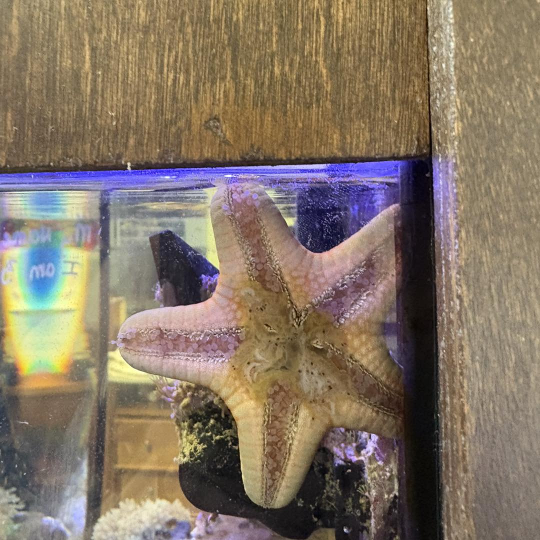 Emmaquatics Aquarium & Lounge Bellingham