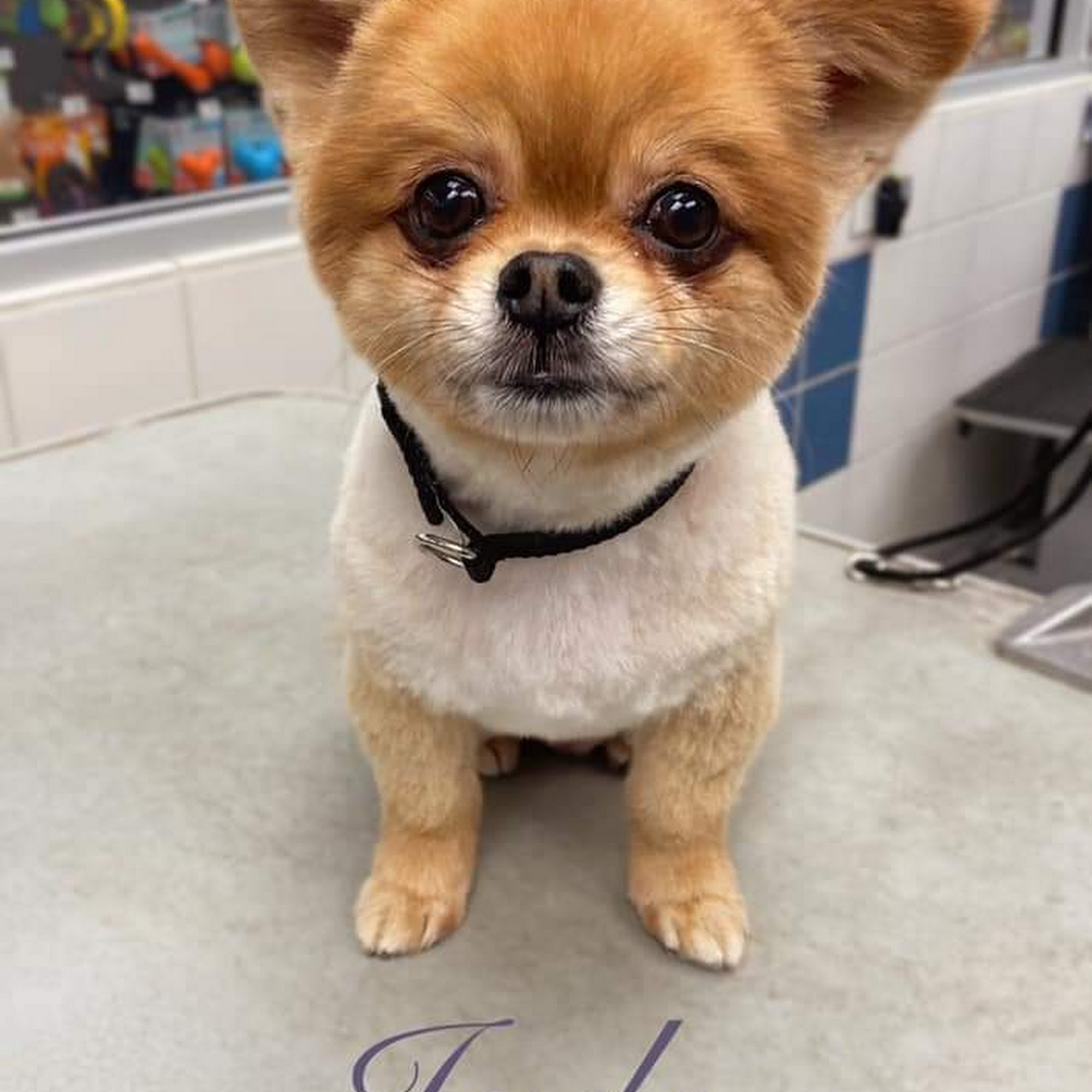 Dr Menk's Mobile Vet Care Benton City