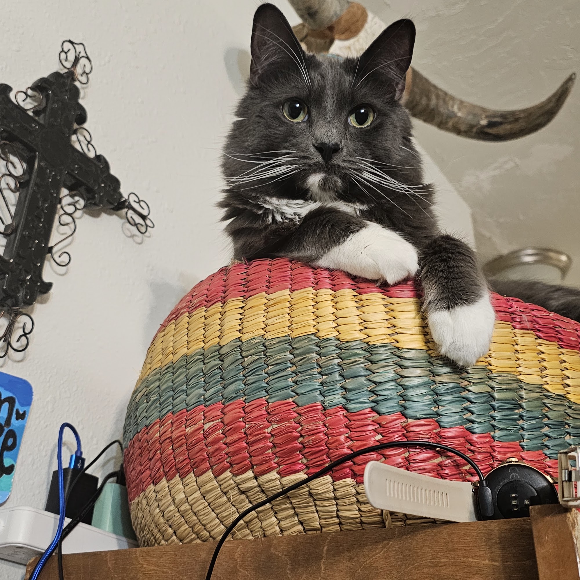 Alpine Veterinary Hospital Bingen