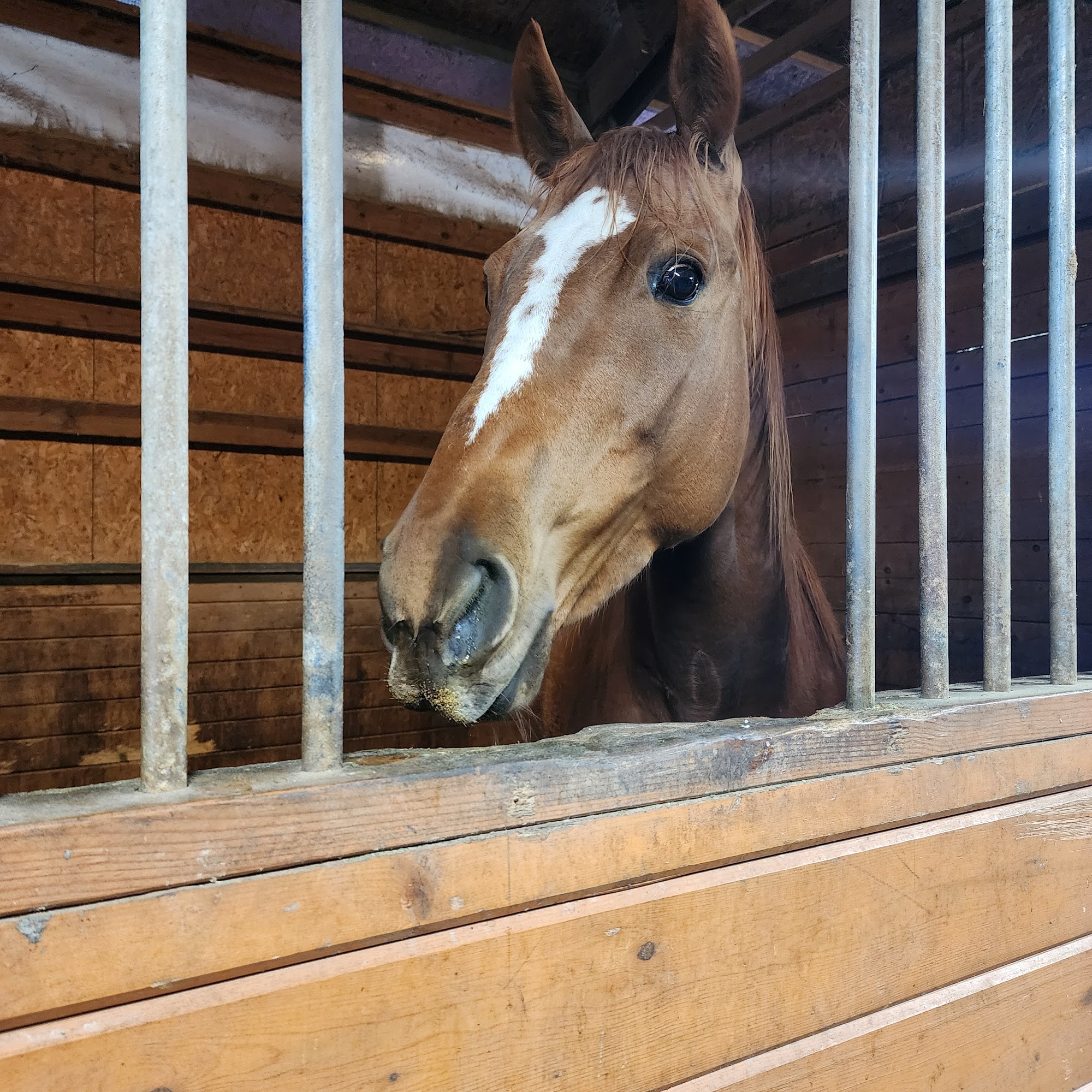 Northwest Equine Veterinary Associates Black Diamond