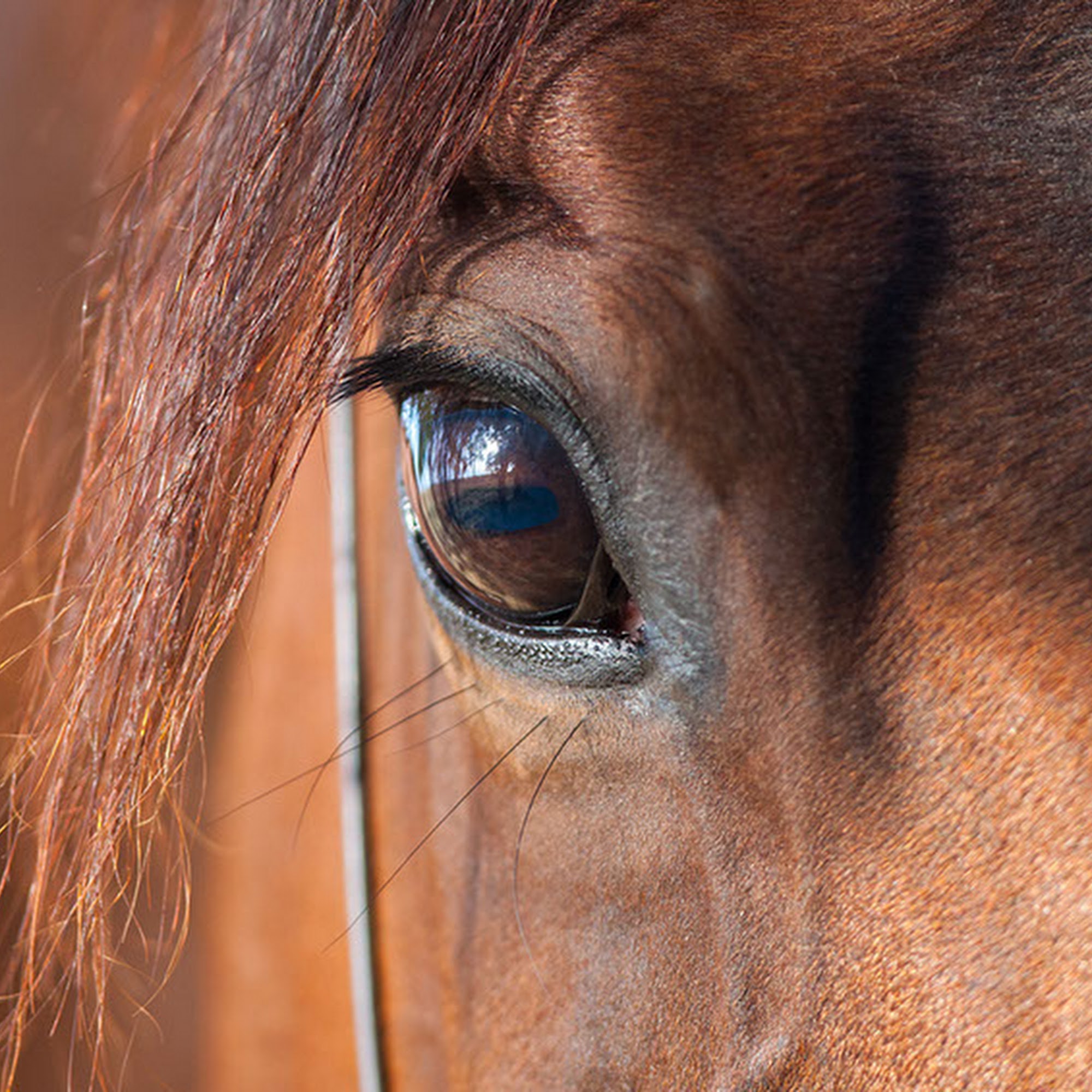 Northwest Equine Veterinary Associates Black Diamond