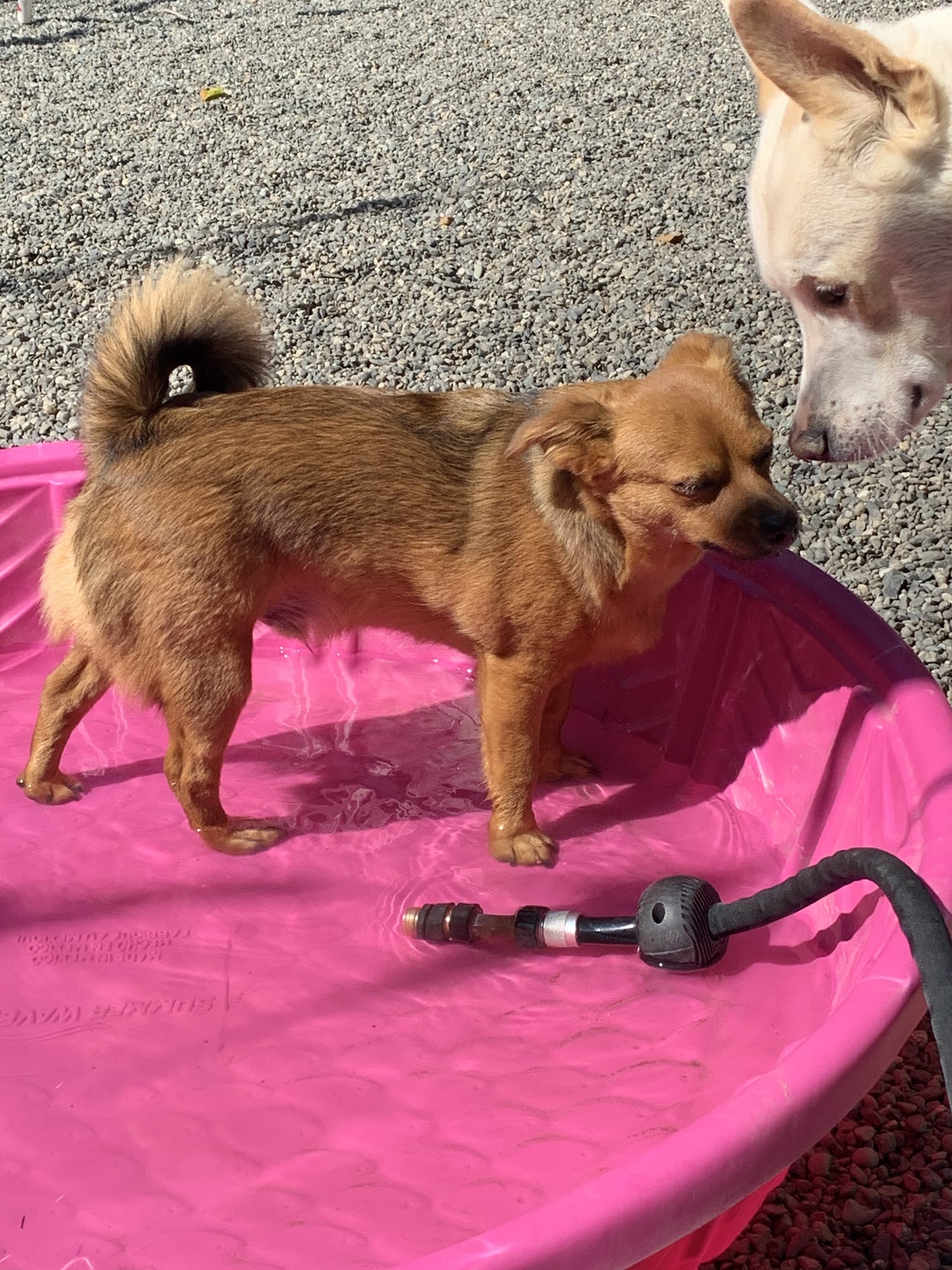 Kelly's Upscale Puppy Blaine