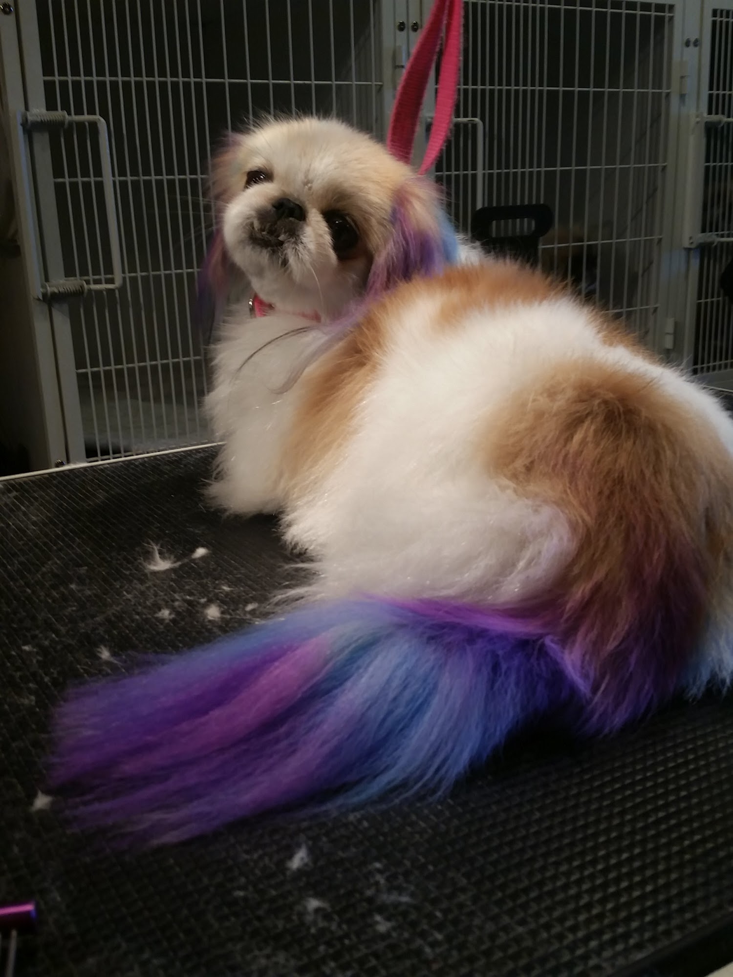 Bonney Lake Dog House Bonney Lake