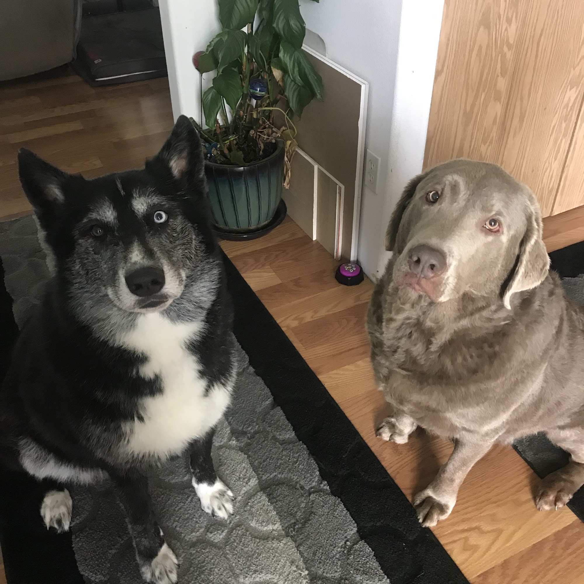 Caviar Kennels LLC Bonney Lake