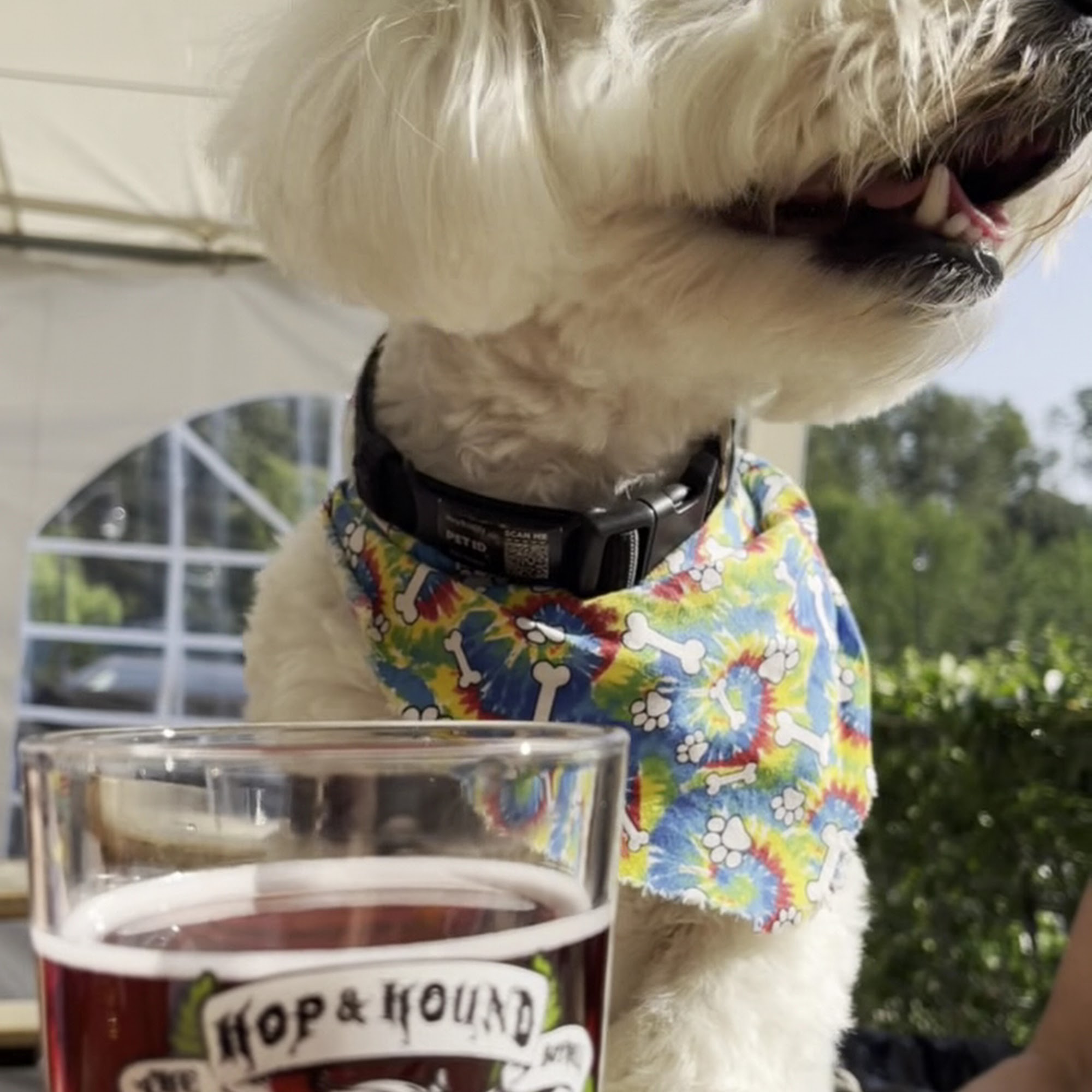 The Hop and Hound - Craft Beer Bar Bothell