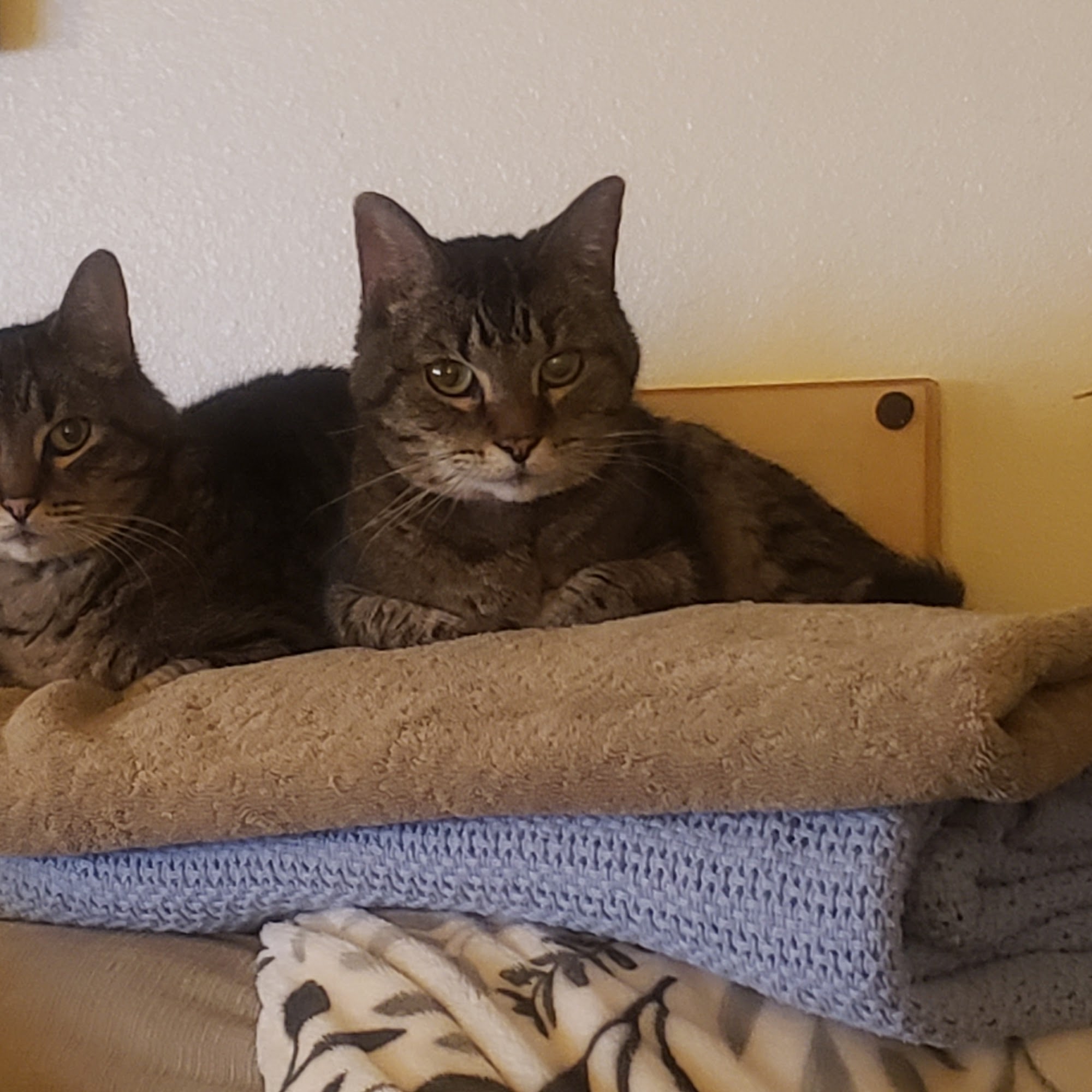 North Creek Pet Hospital Bothell