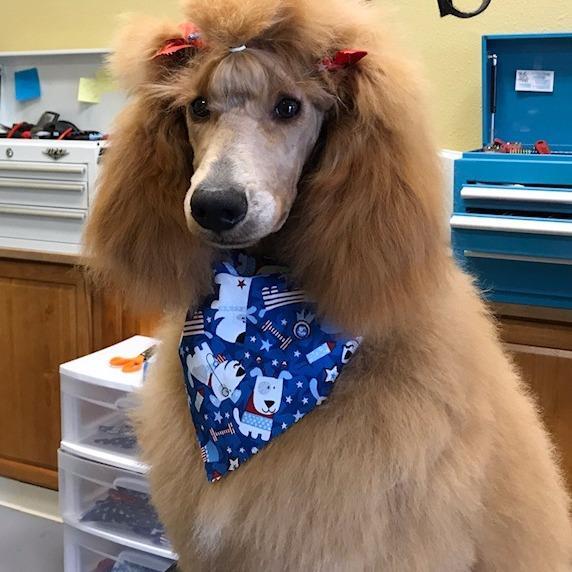 Kristi's Grooming LLC Bothell