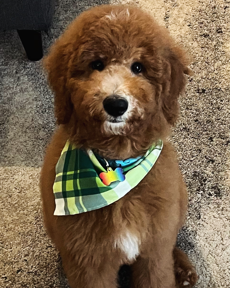 Kristi's Grooming LLC Bothell