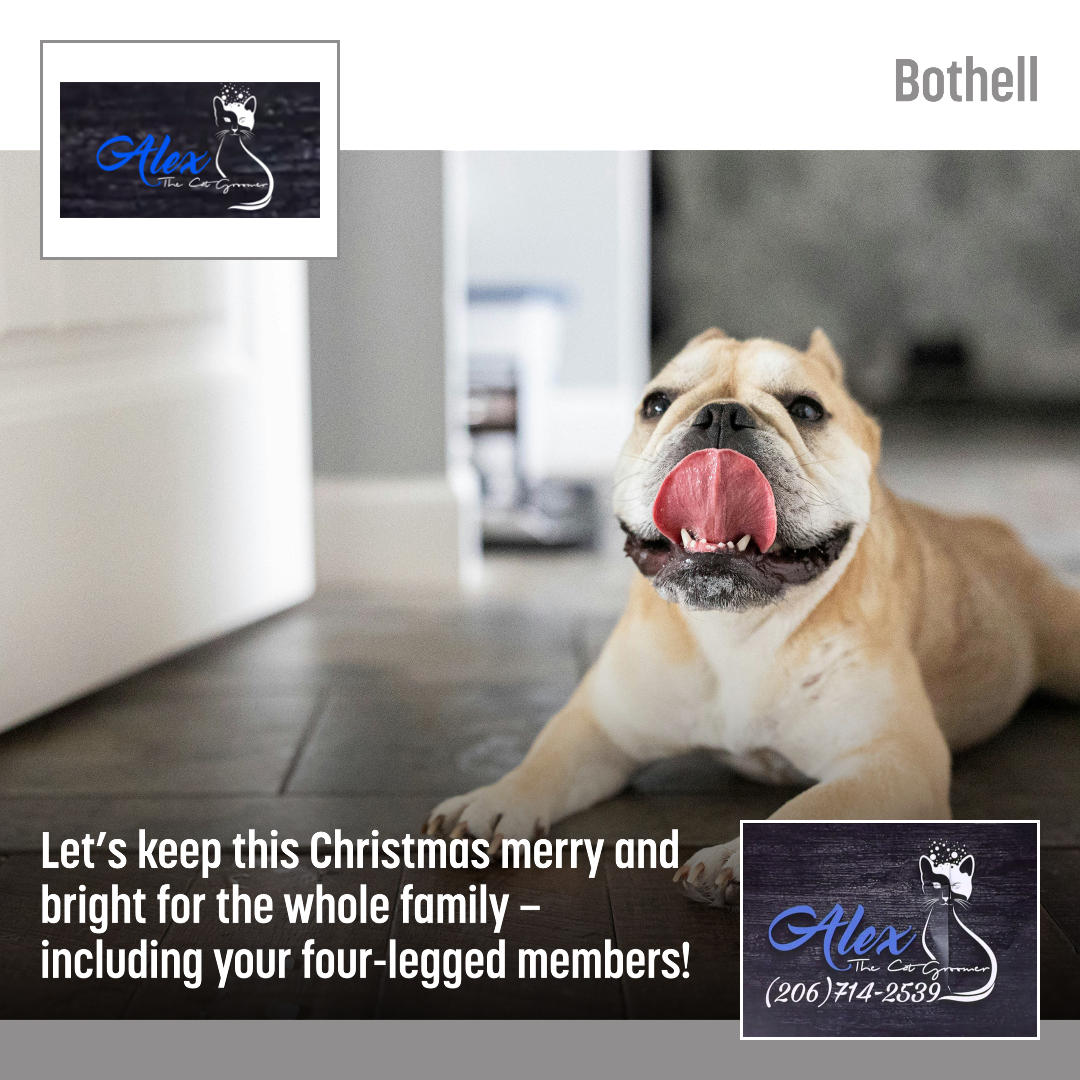 Alex The Cat Groomer Bothell