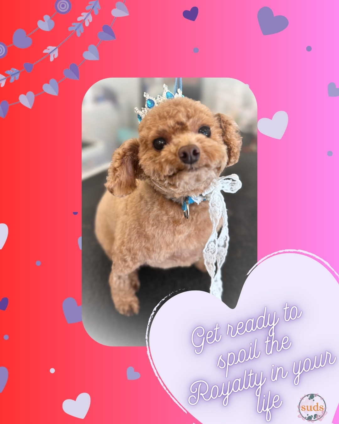 Suds Pet Bathhouse and Spa Bothell