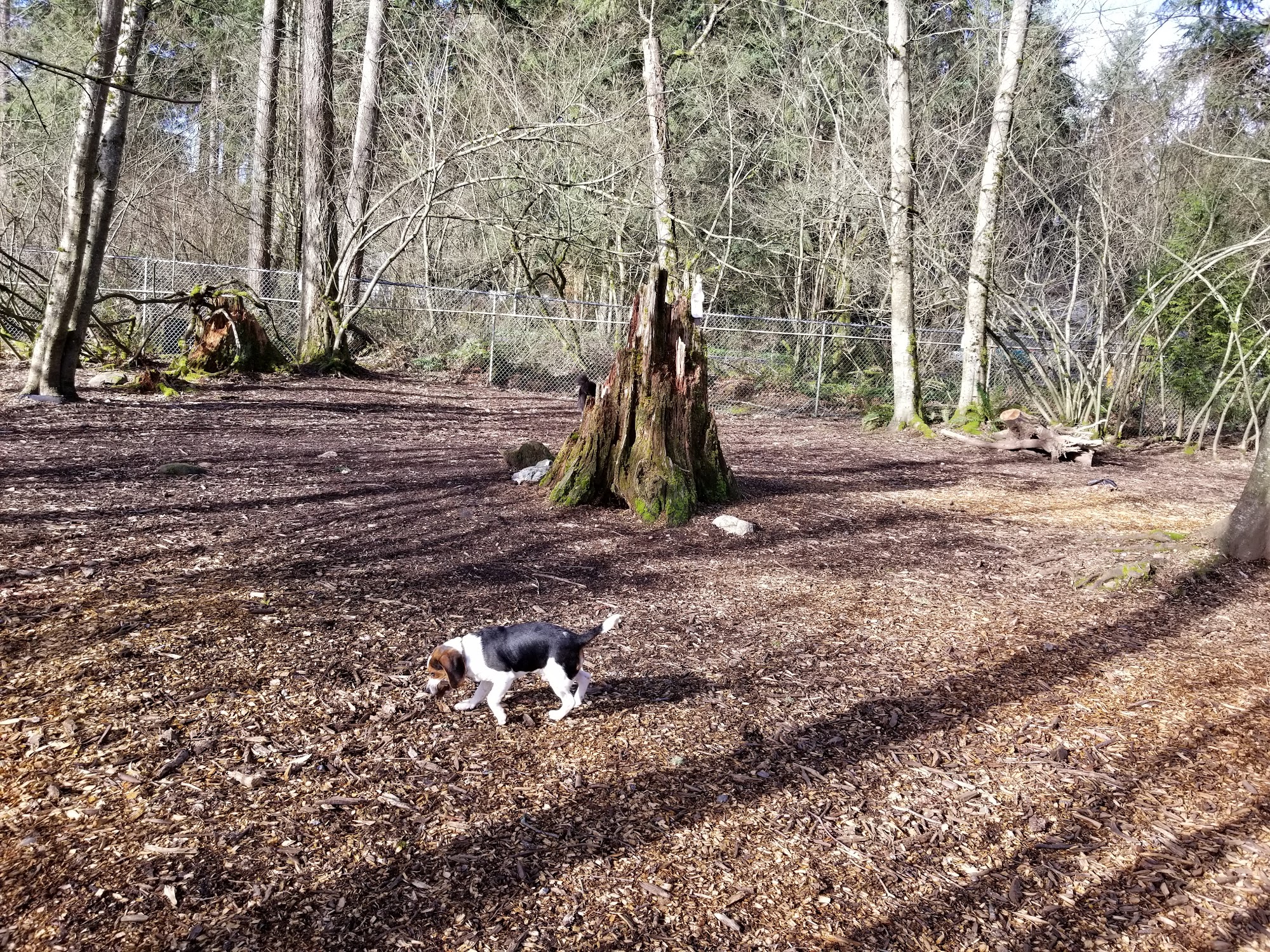 Canine Comfort Corner Bothell