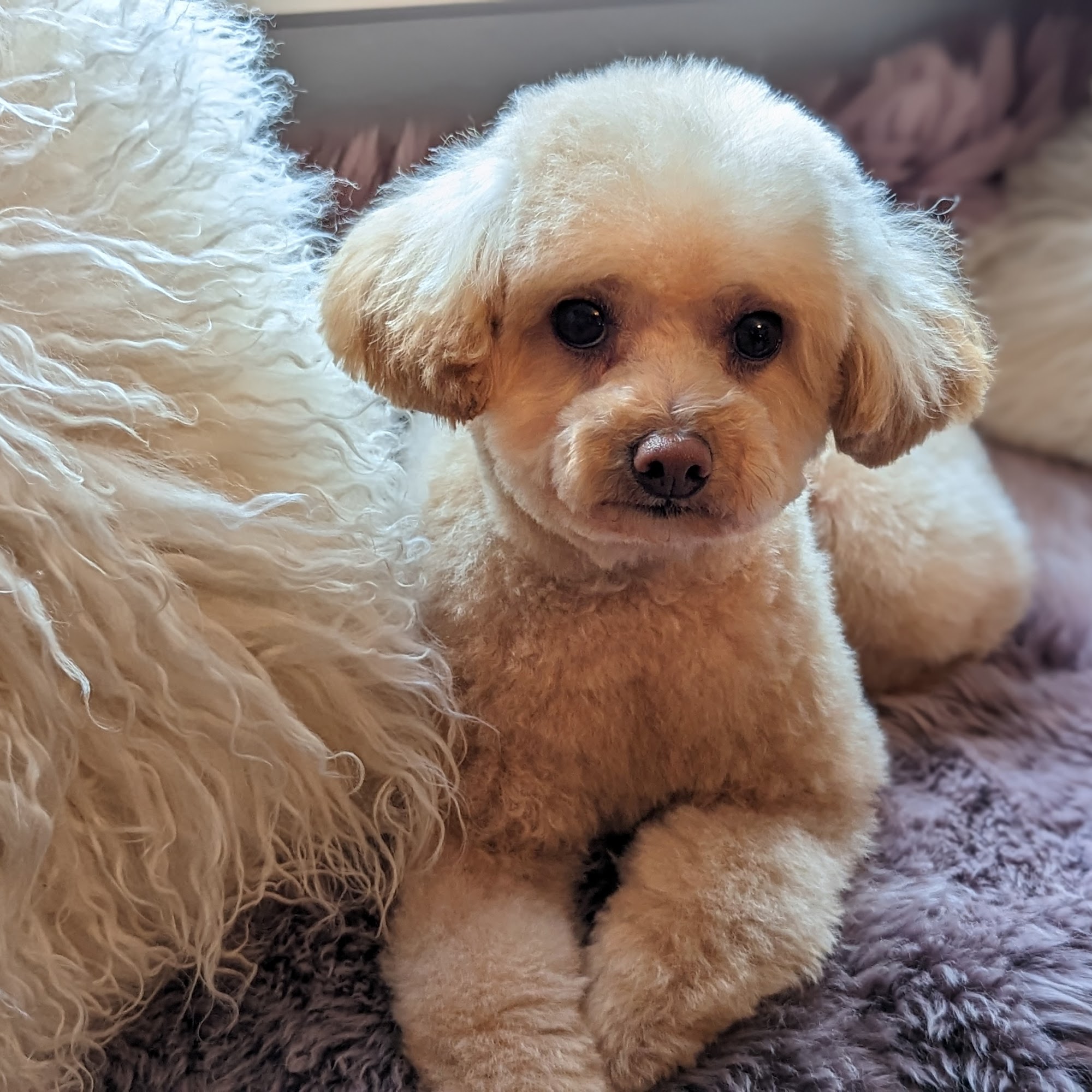 Lush Pups Mobile Spa Bothell