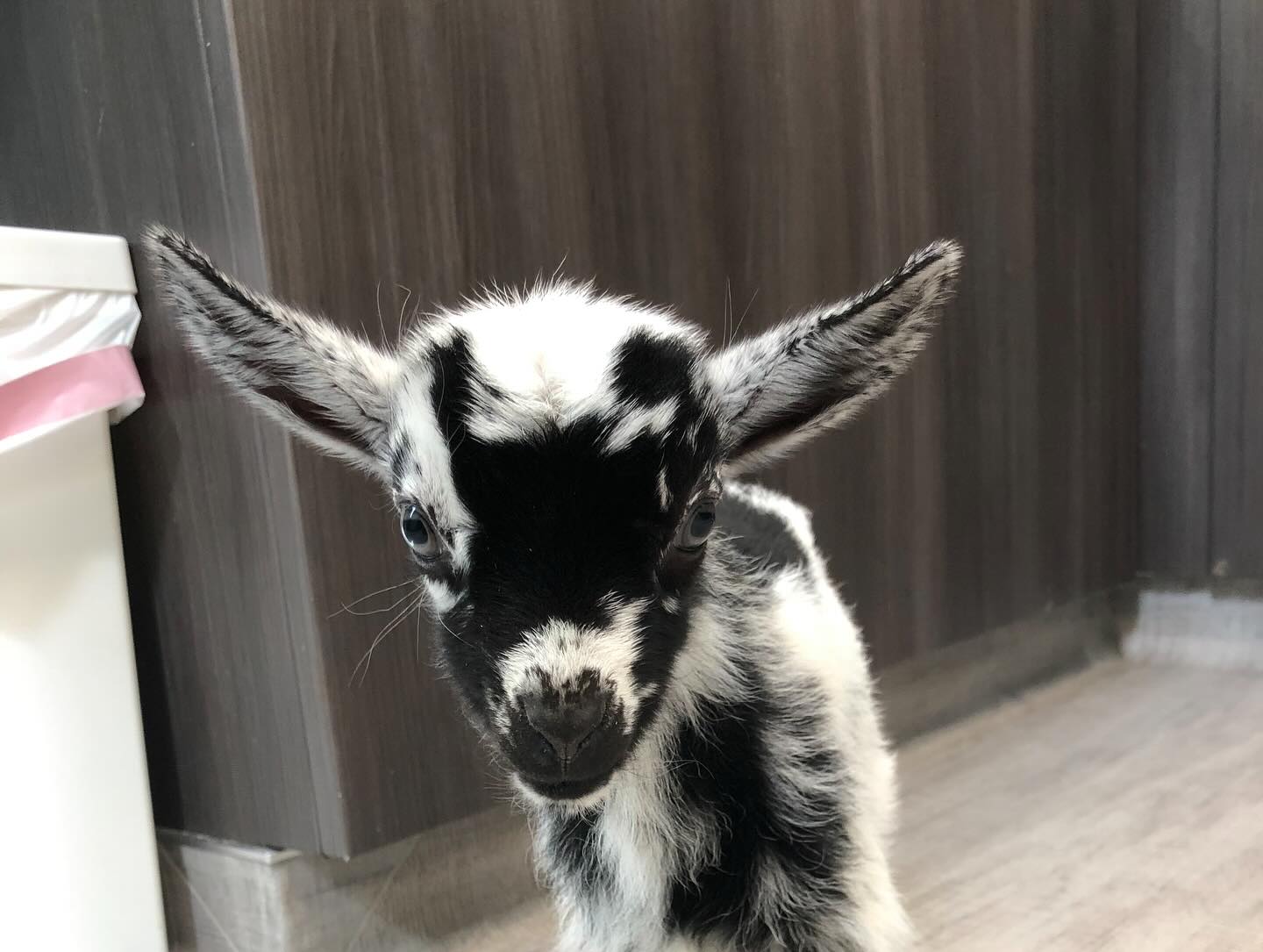 Twin Pines Animal Hospital Bothell