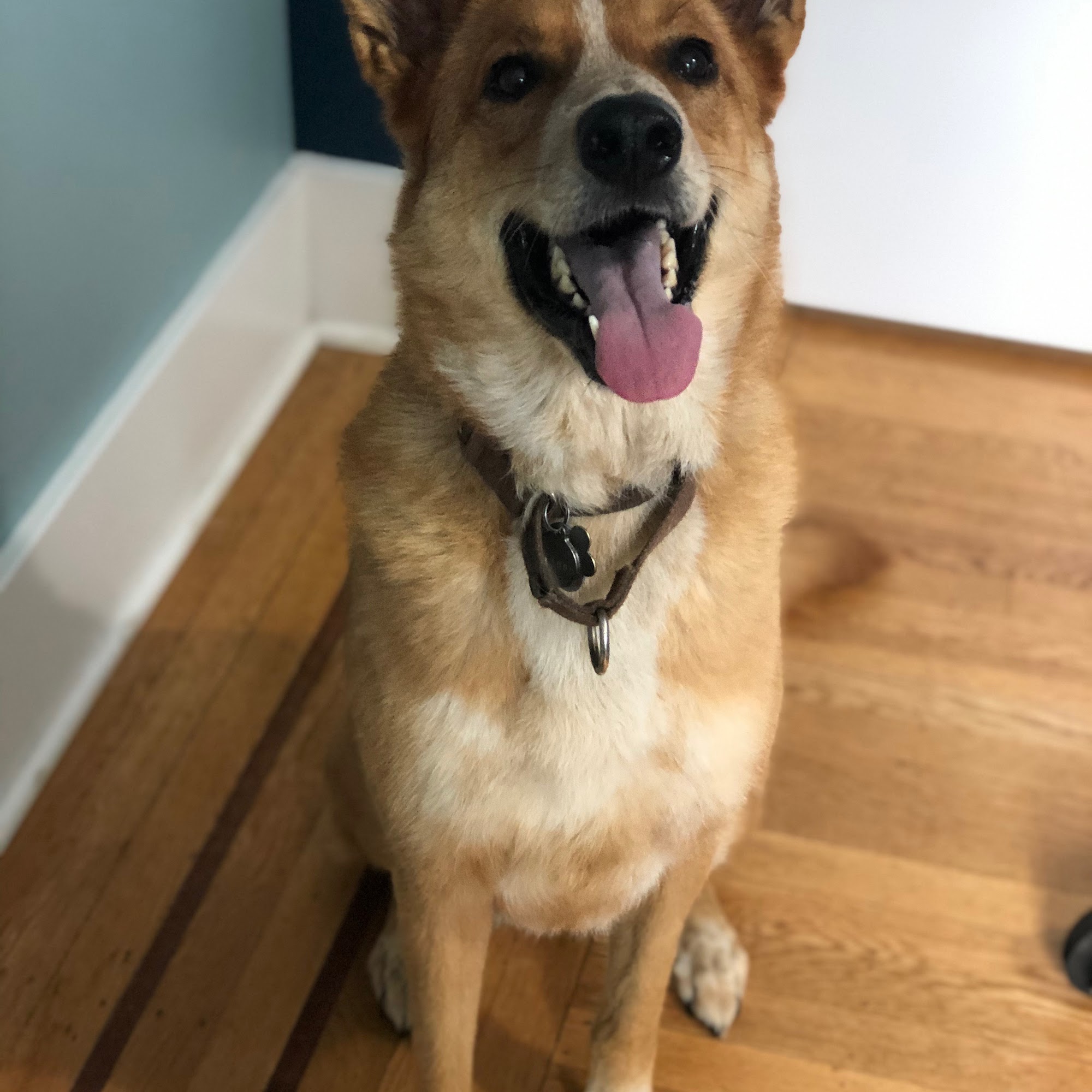 Twin Pines Animal Hospital Bothell