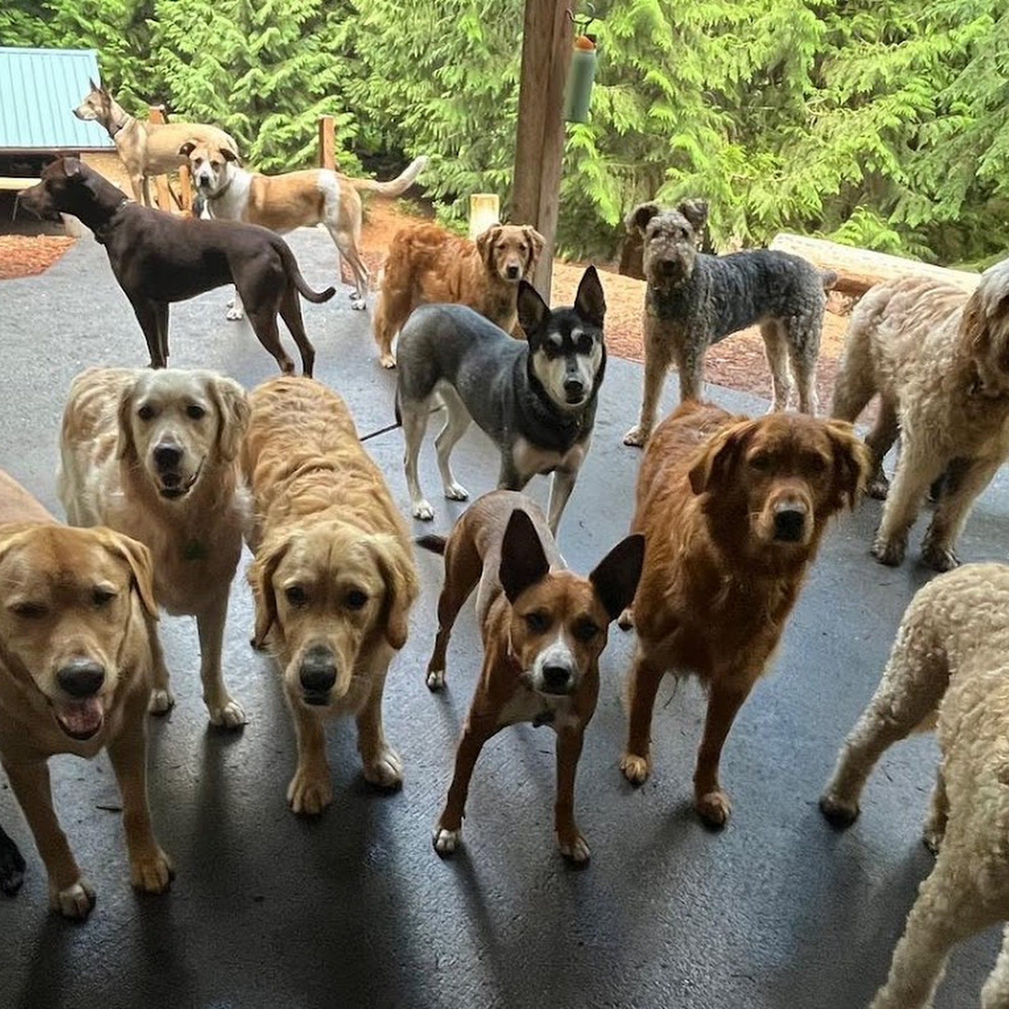 Camp Happy Paws Bothell