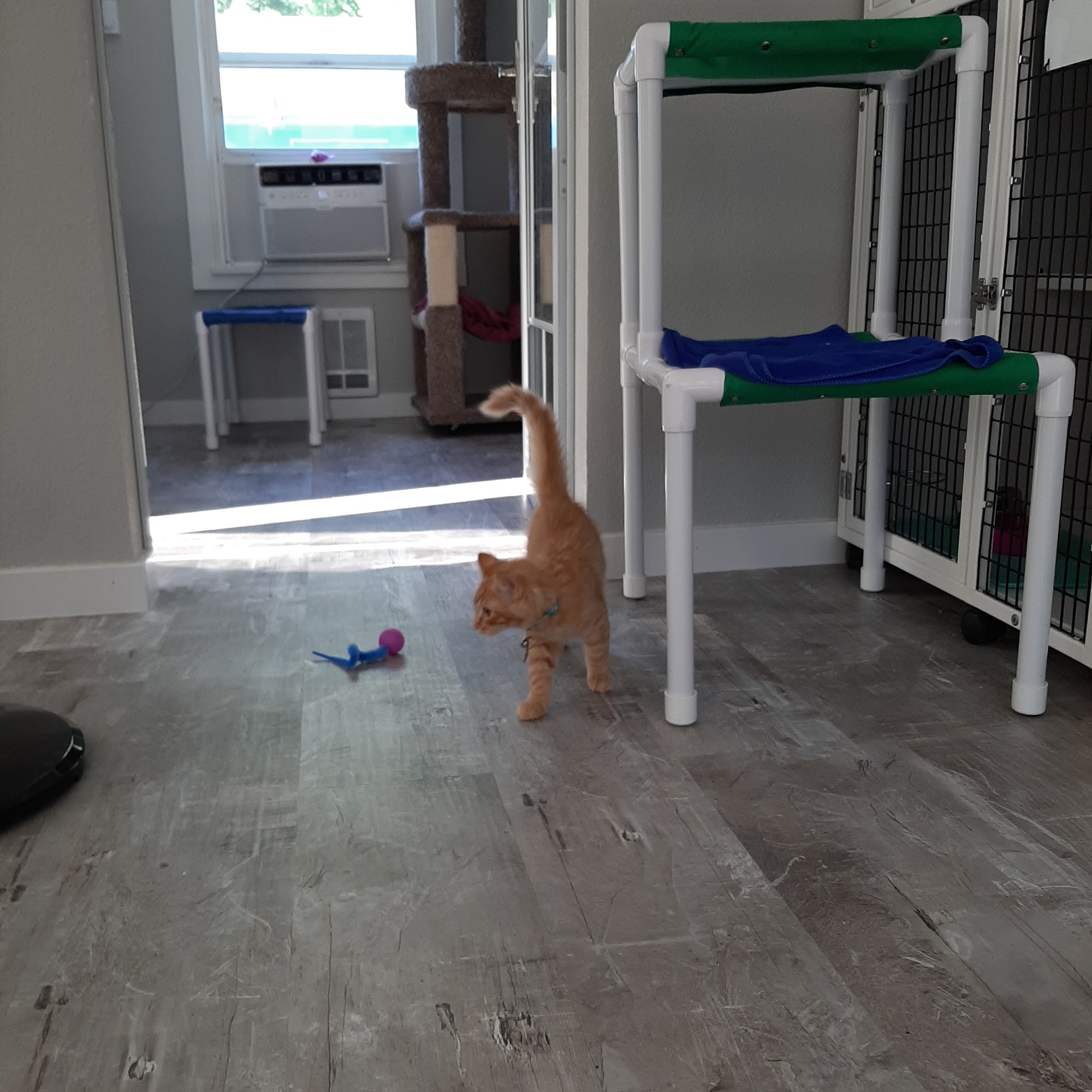 Purrfect Cat Boarding Bothell Bothell