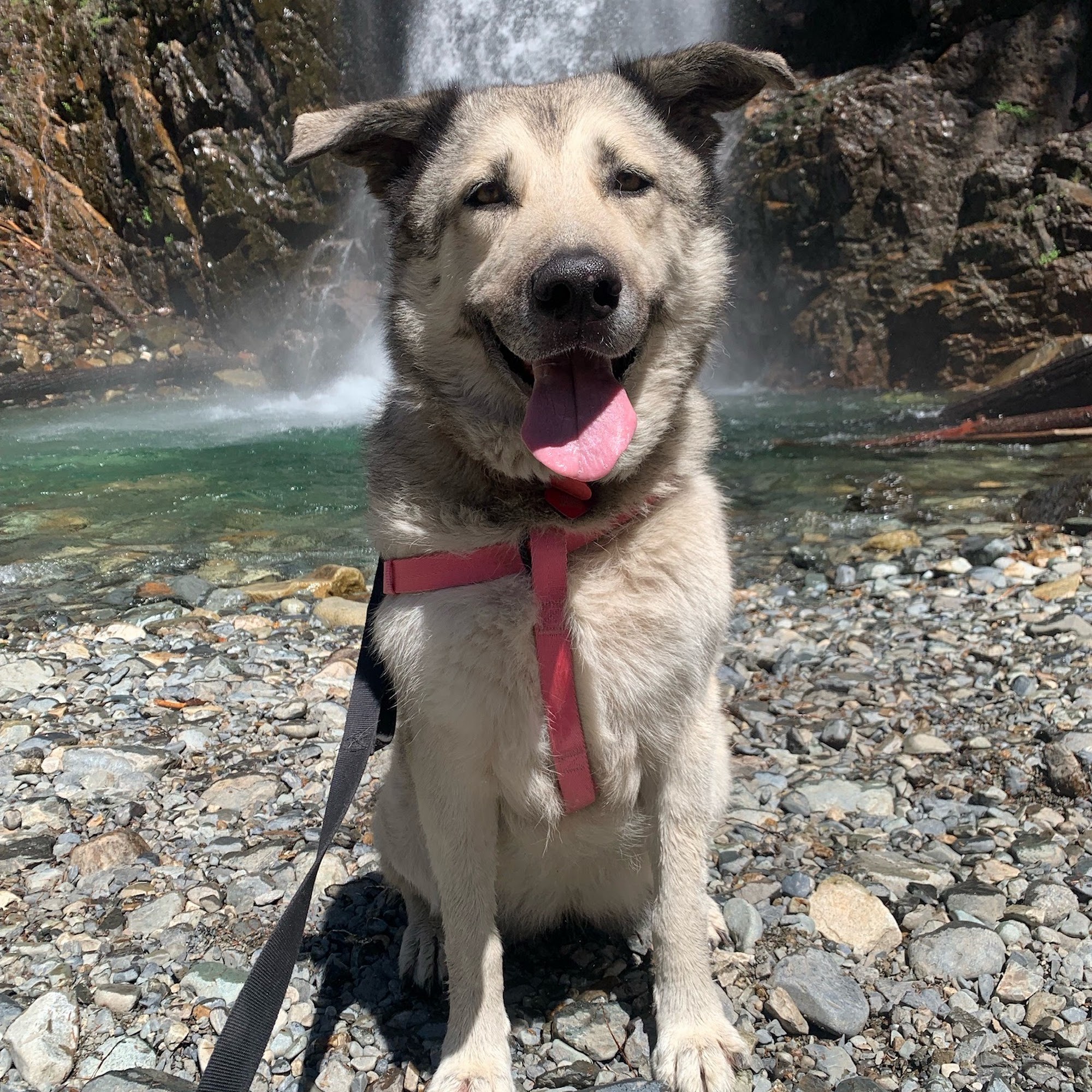 Alder Trail Animal Hospital Bremerton